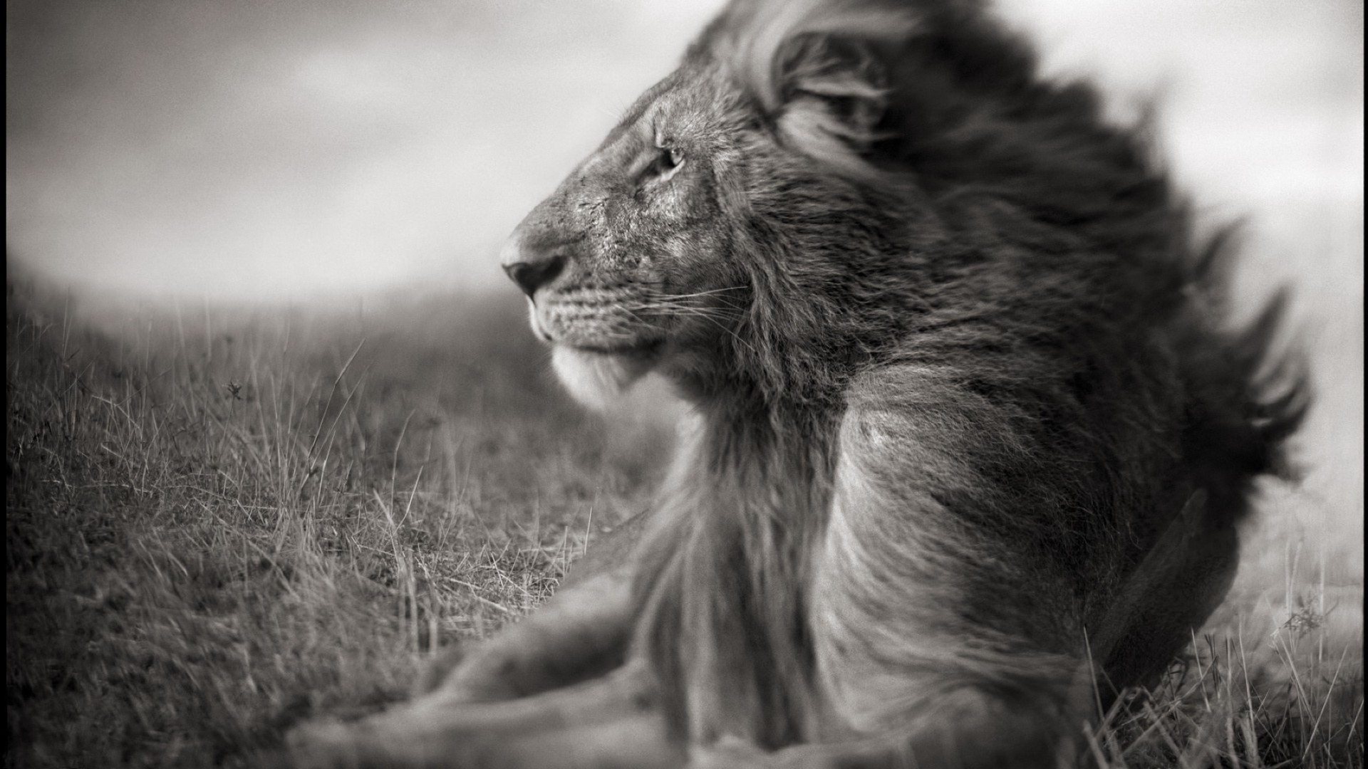 lions mammal monochrome portrait animal nature wildlife fur cat one cute outdoors grass hair dog wild zoo