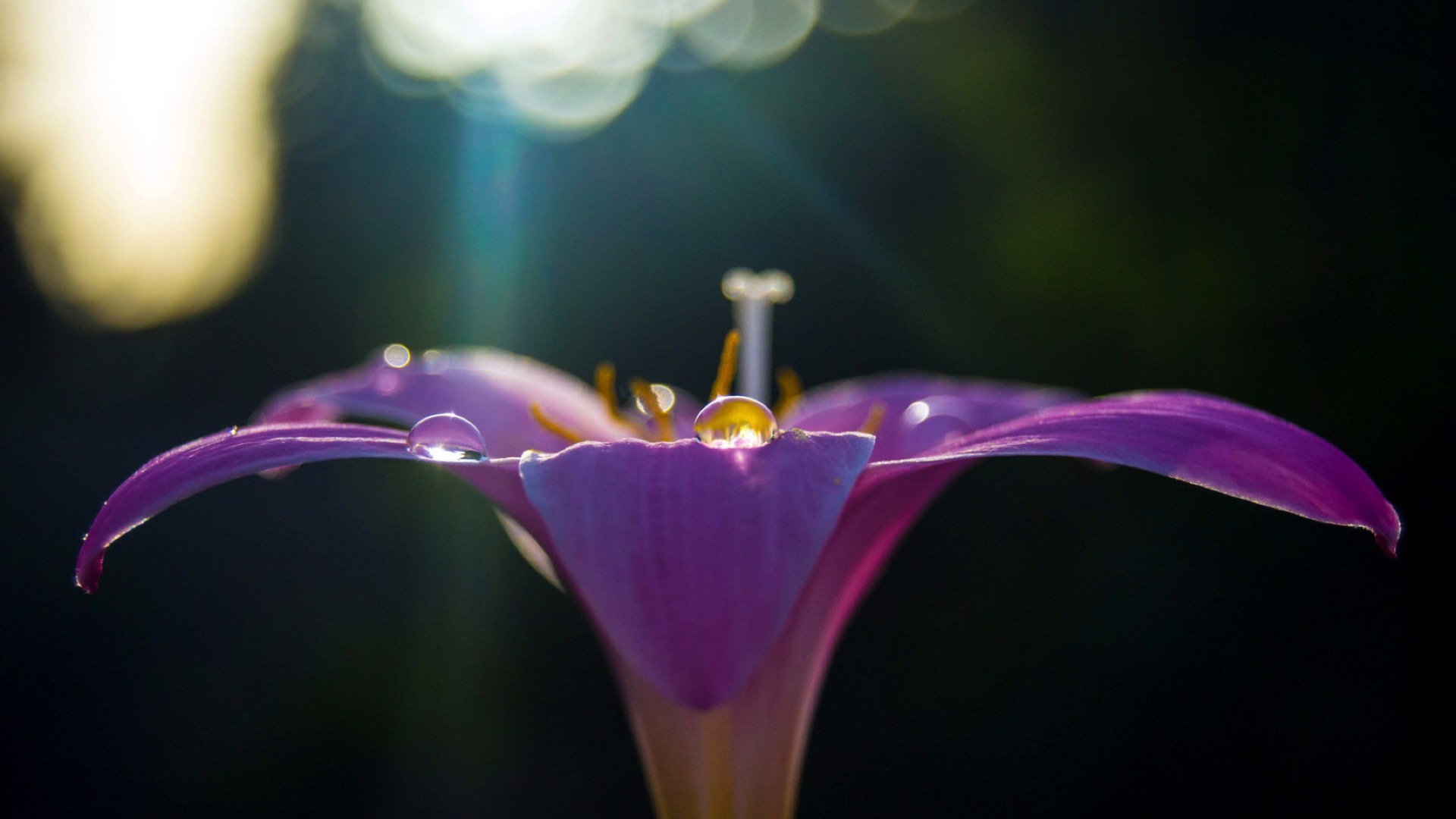 kwiaty kwiat natura kolor rozmycie flora