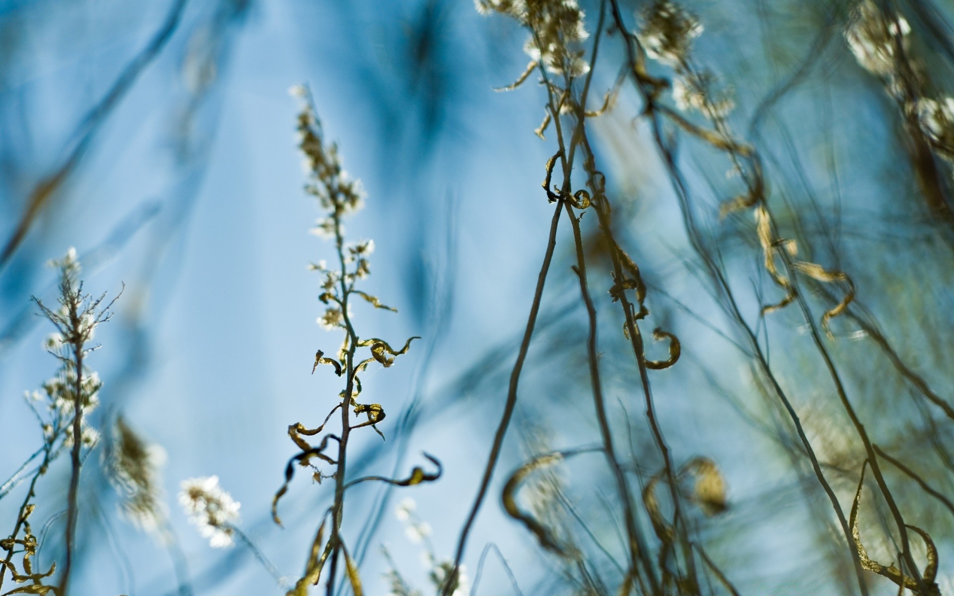 makro fotoğrafçılığı doğa flora açık havada yaz masaüstü sezon yaprak ağaç güzel hava kış çiçek ahşap renk güneş parlak