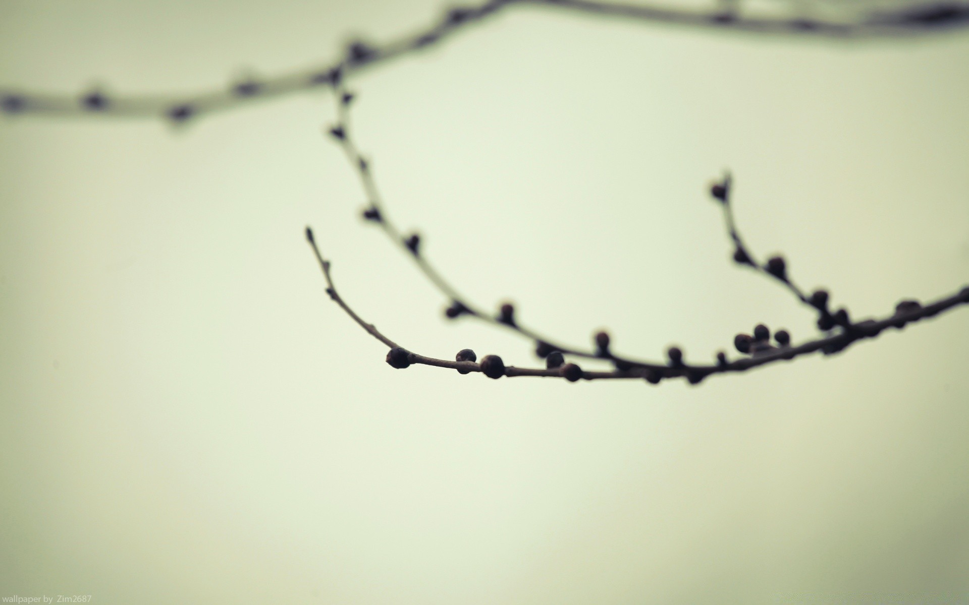 macro monochrome apple bird barbed wire winter dof spider light blur snow landscape flower sky abstract sunset fence dawn tree insect still life