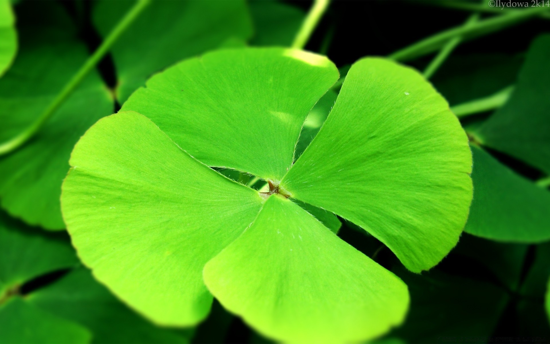 macro folha trevo flora natureza jardim crescimento ginkgo verão trevo branco close-up sorte ambiente brilhante boa sorte ecologia cor