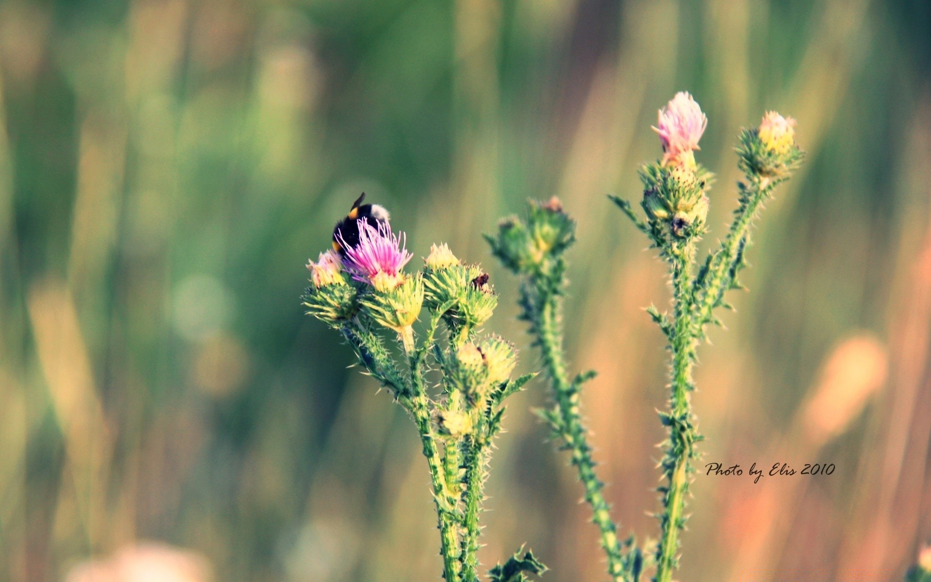 fotografía macro naturaleza flor campo hierba al aire libre verano flora salvaje heno hoja rural jardín blooming sol floral buen tiempo crecimiento flor silvestre brillante