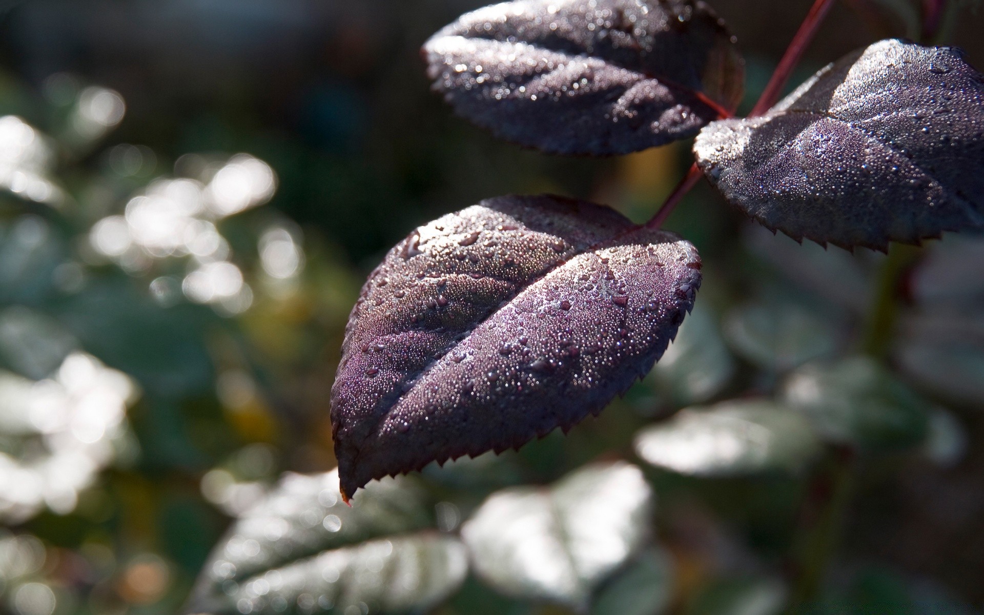 makroaufnahme natur blatt baum im freien blume garten winter flora herbst filiale