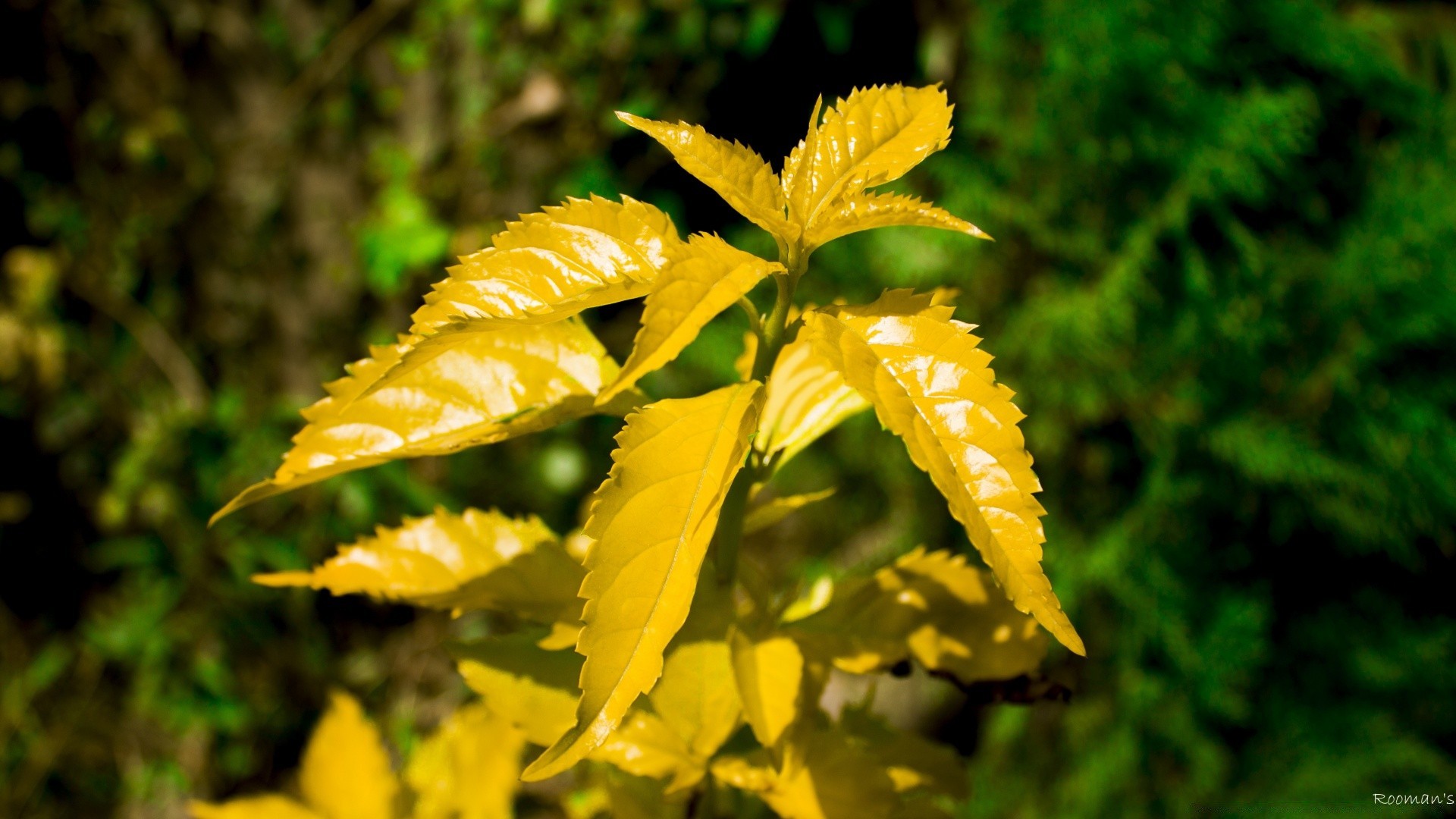 makro fotoğrafçılığı yaprak doğa flora sonbahar açık havada yaz ahşap ağaç büyüme güzel hava koşulları parlak güneş sezon bahçe