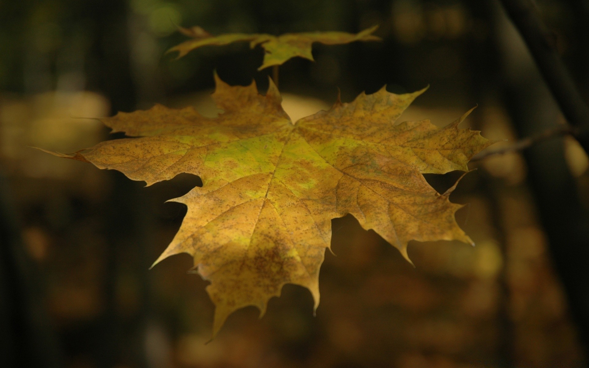 macro automne feuille érable nature flore bois bois couleur saison bureau lumineux gros plan lumière or à l extérieur changement lumineux