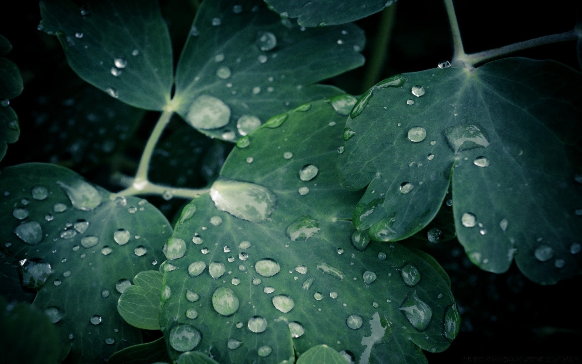 macro feuille pluie rosée chute flore nature humide eau bureau jardin gros plan gouttes croissance couleur fleur fraîcheur été propreté environnement