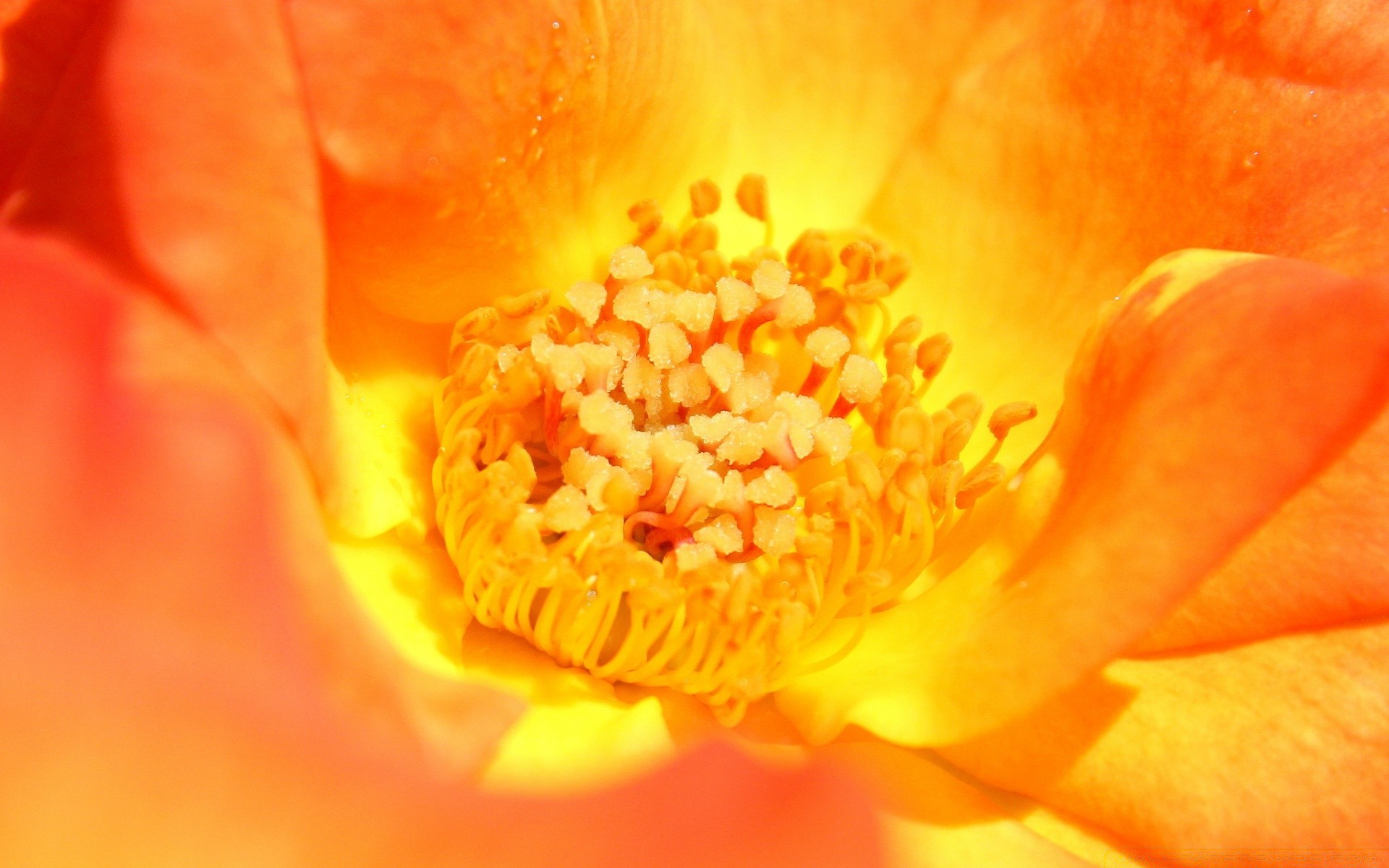 makro fotoğrafçılığı çiçek flora doğa petal bahçe çiçek yaprak güzel çiçek açan renk yaz parlak narin gül aşk yakın çekim romantizm