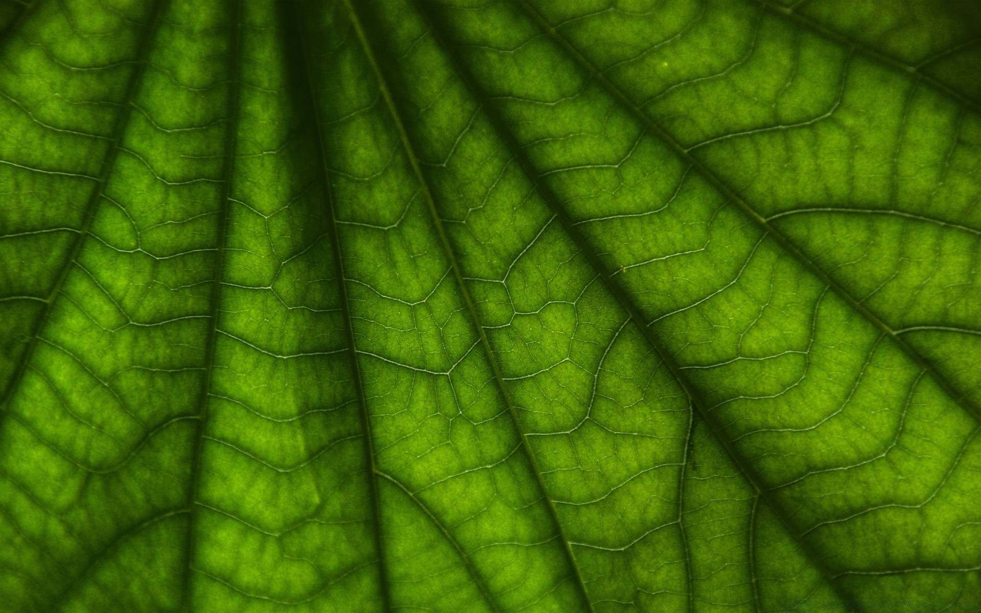 macro folha flora assimetria veias crescimento textura fotossíntese desktop abstrato jardim cor padrão close-up exuberante natureza frescura energia ambiente ambiente