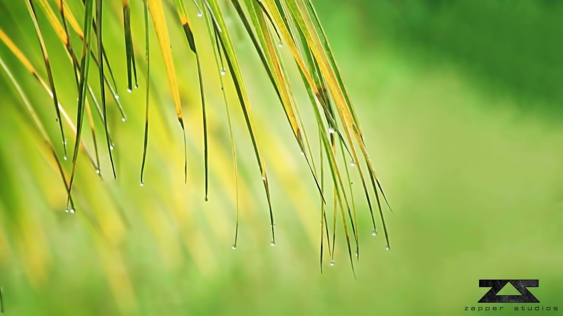 makroaufnahme natur gras blatt wachstum im freien dämmerung sommer flora üppig tau gutes wetter sauberkeit hell regen sonne ökologie rasen fallen garten