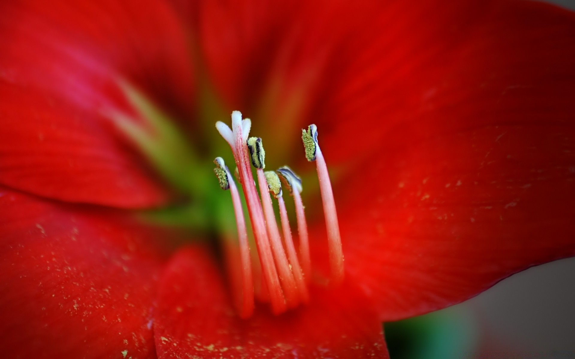 macro natura fiore estate giardino flora colore tulipano foglia luminoso amore bello rugiada primo piano