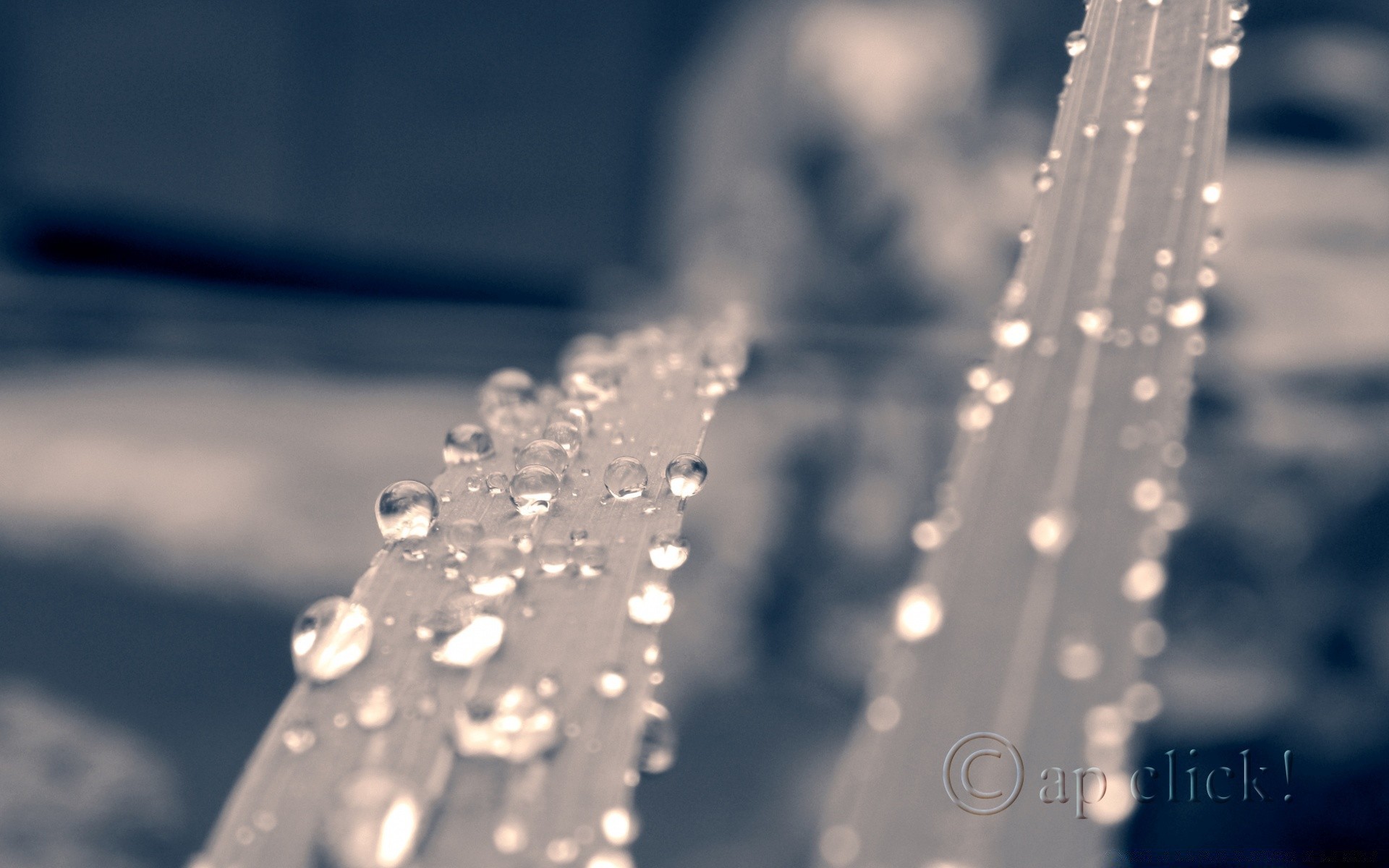 macro pluie humide eau chute flou réflexion froid brille rosée