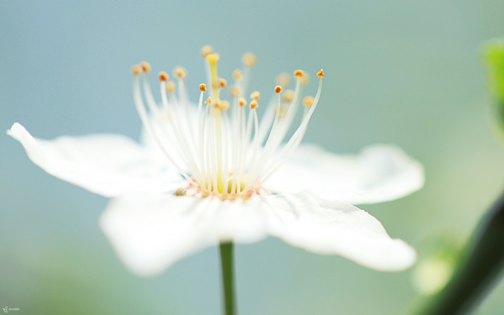 macro flower nature flora summer garden leaf blur petal growth floral blooming outdoors fair weather bright close-up