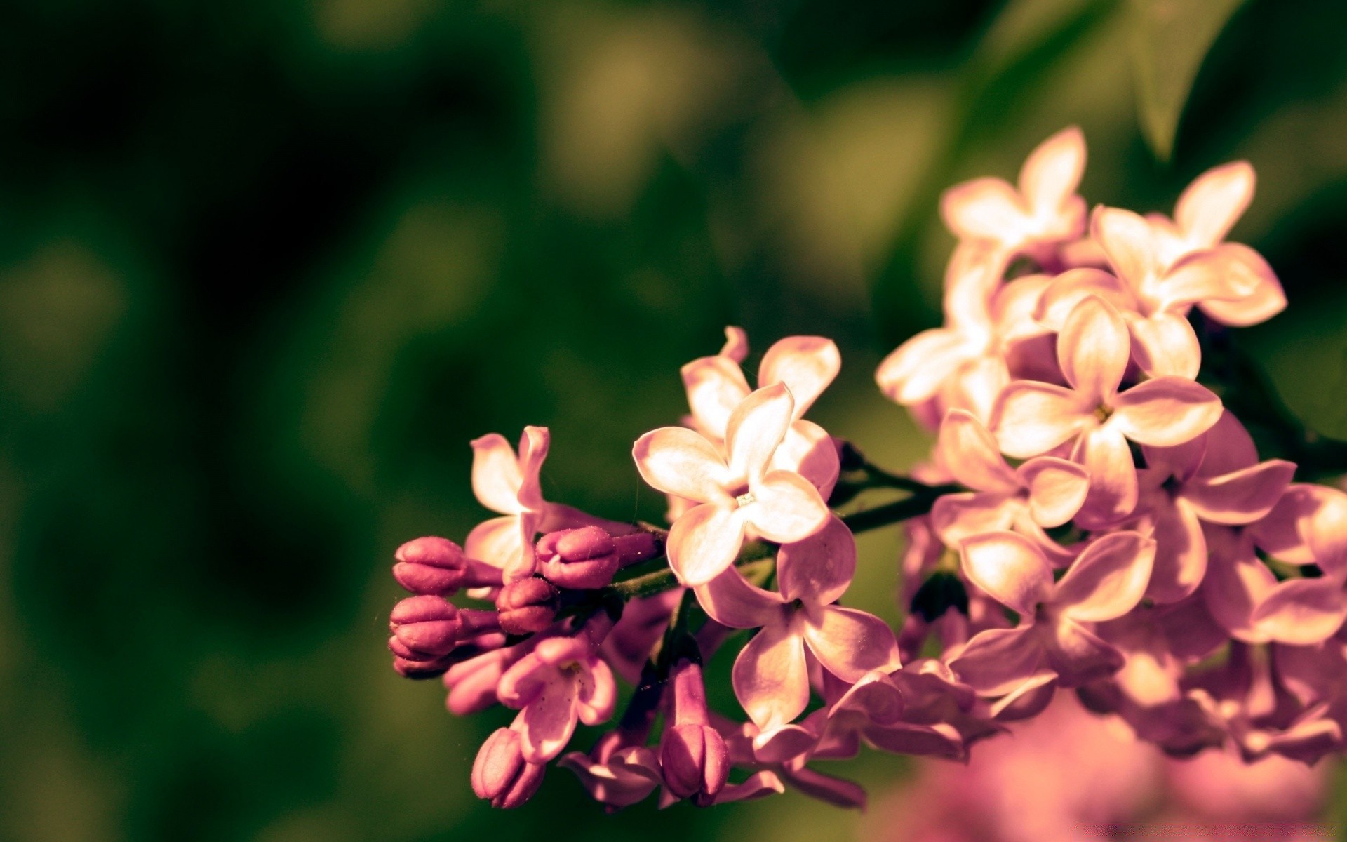 makro blume natur flora blatt garten wachstum sommer blumig unschärfe blütenblatt blühen baum saison farbe zweig im freien hell