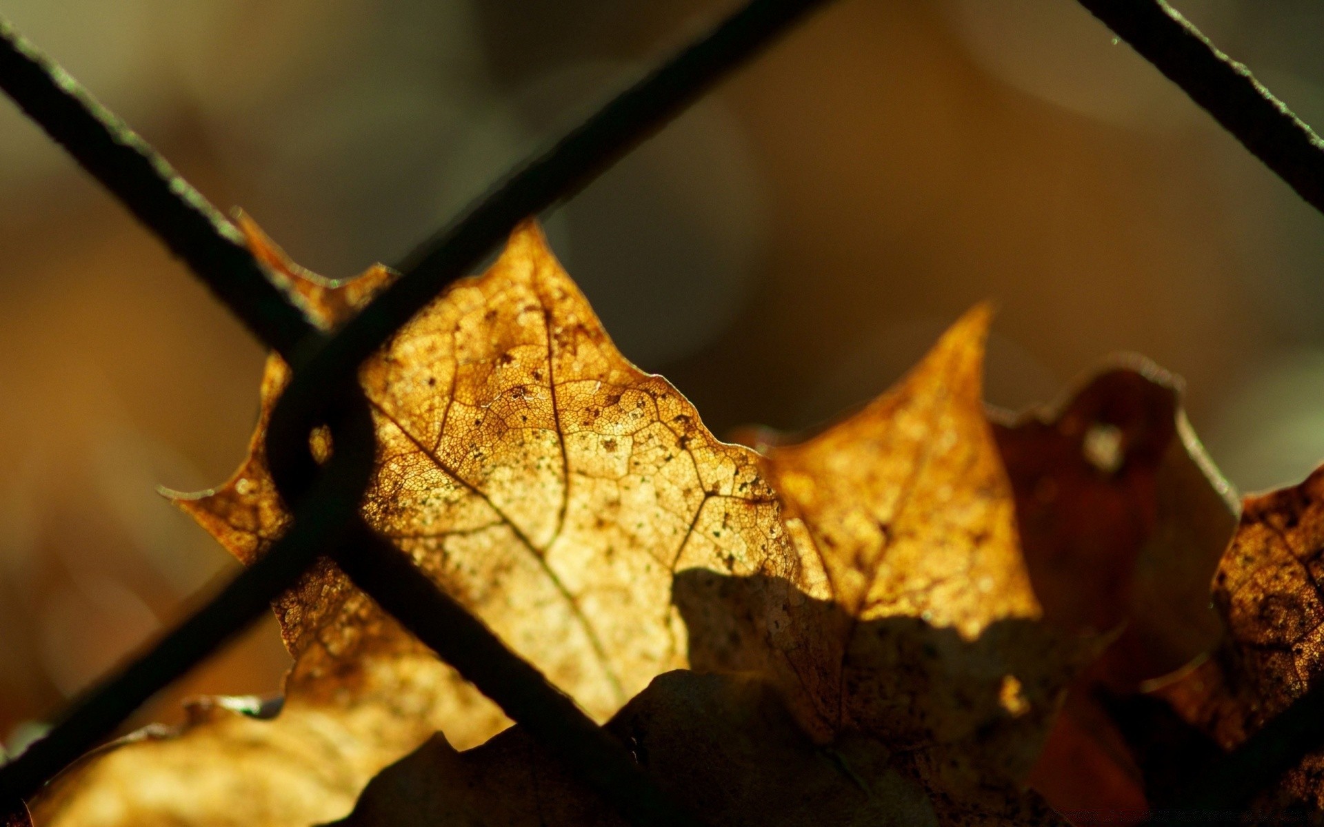 macro fall leaf food nature wood maple winter outdoors