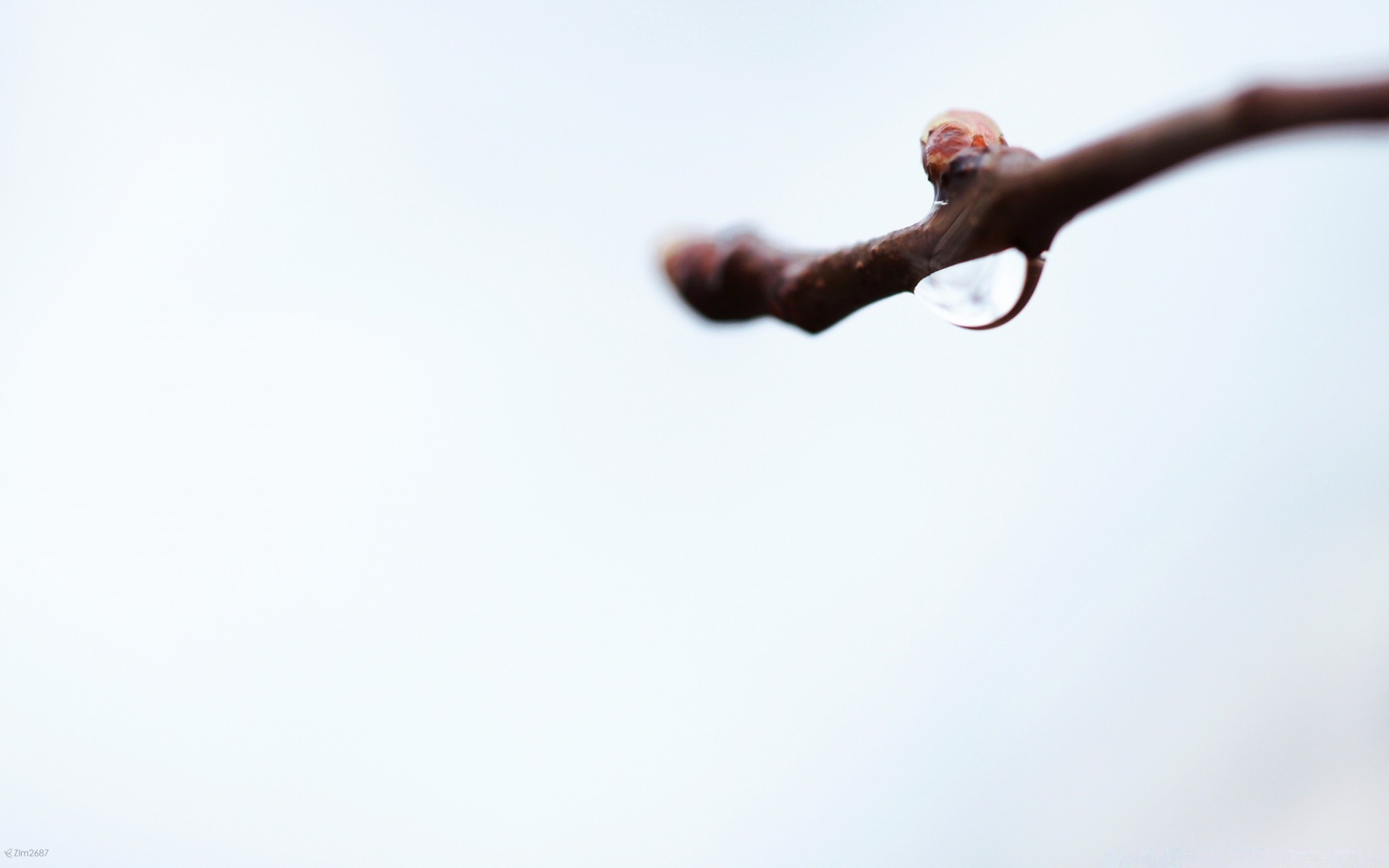 macro céu ação sozinho paisagem movimento pássaro