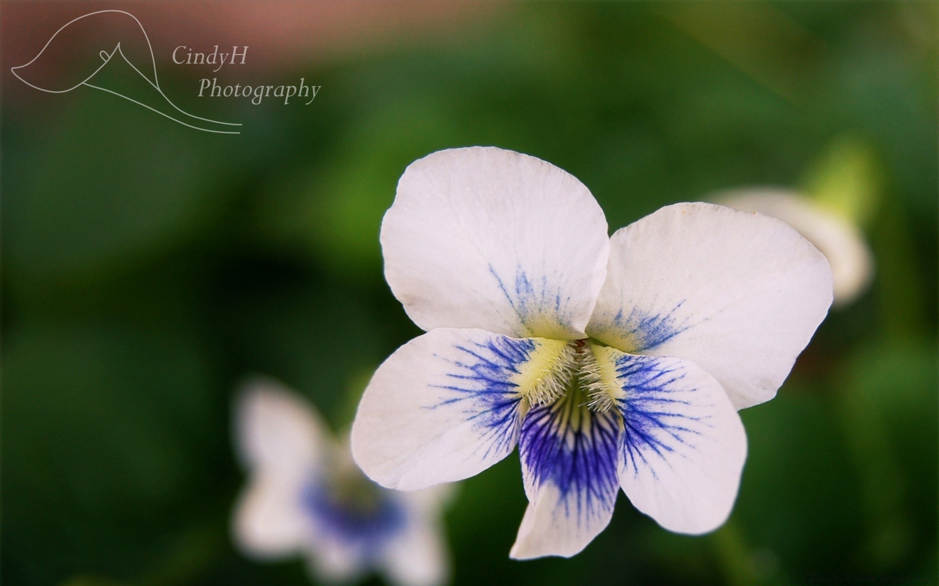 makroaufnahme natur blatt im freien flora blume hell sommer wachstum garten