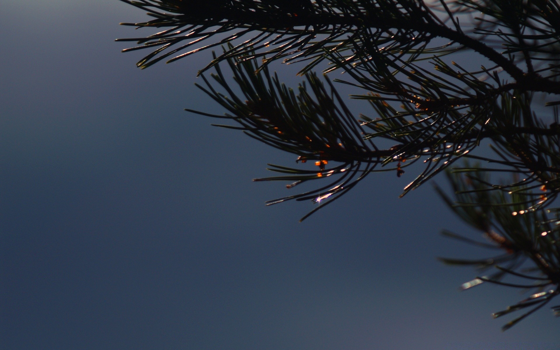 macro winter conifer tree christmas needle evergreen branch outdoors nature