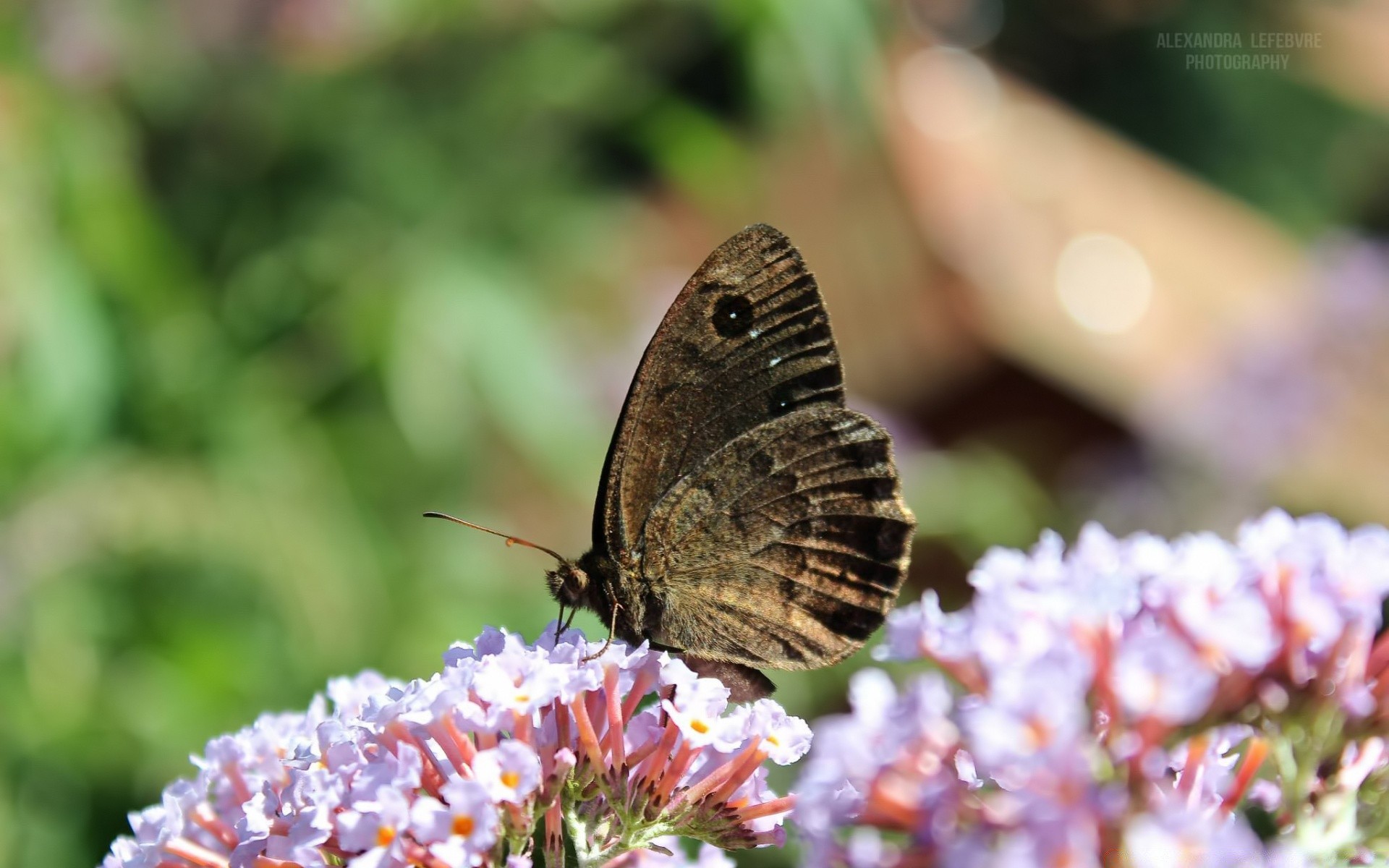 makroaufnahme schmetterling natur blume insekt im freien sommer garten blatt wirbellose flora farbe tierwelt sanft