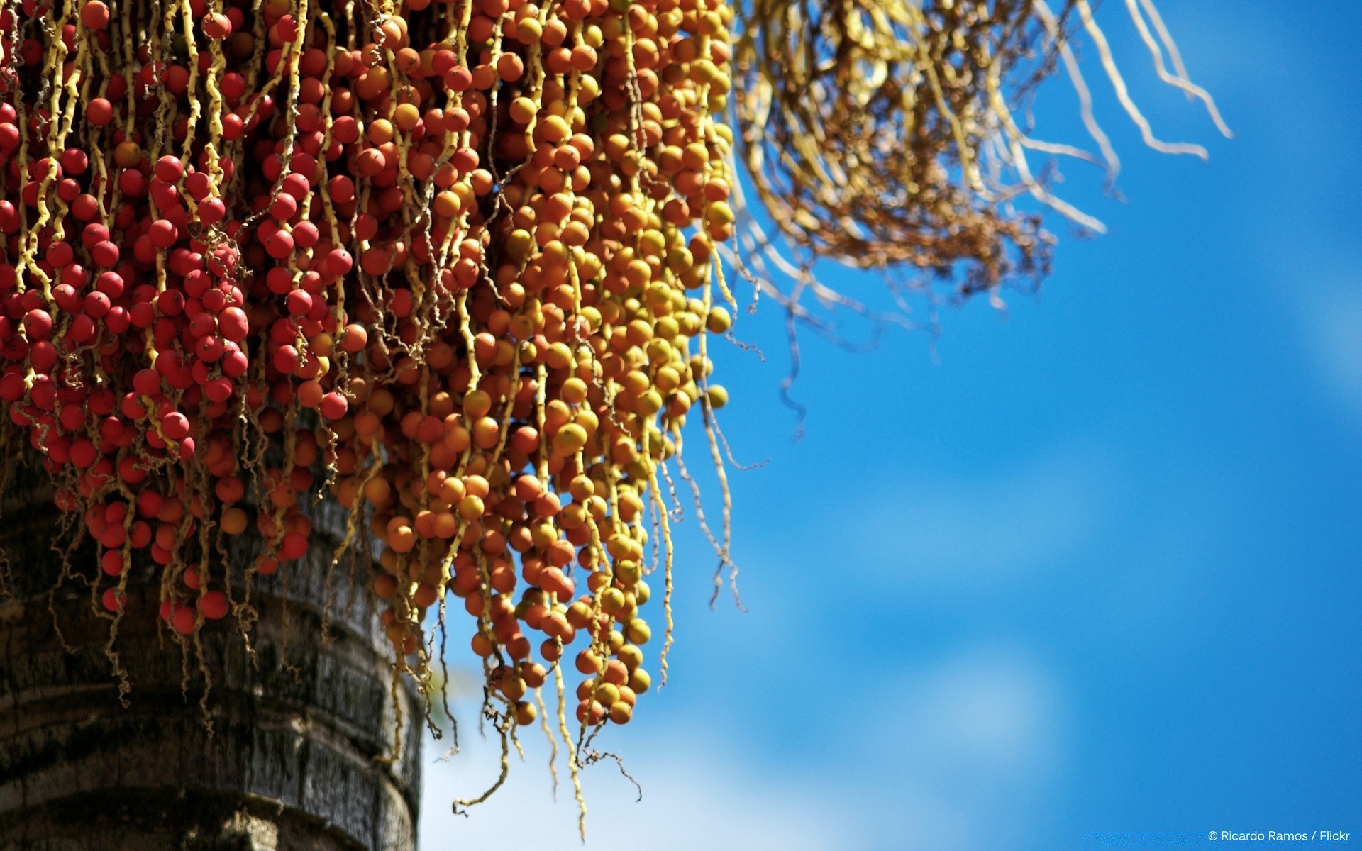 makroaufnahme natur im freien blatt wachstum herbst flora baum hell winter gutes wetter jahreszeit hängen