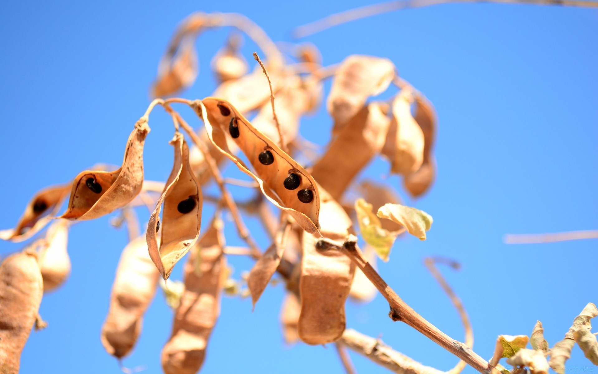 makro fotoğrafçılığı açık havada doğa asılı gökyüzü ağaç sezon flora grup renk şube kış küçük