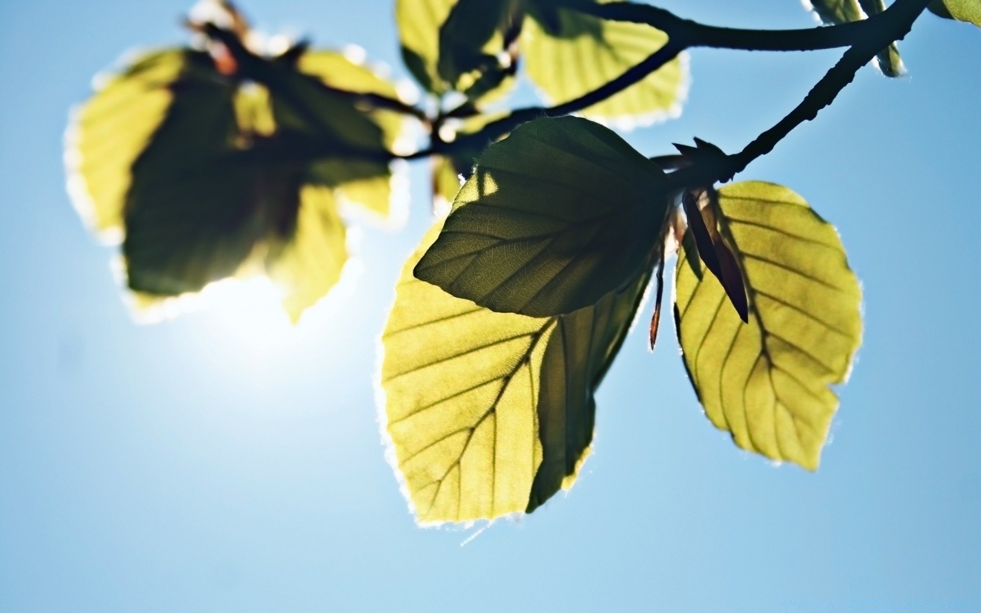 微距摄影 叶 自然 树 户外 植物群 分支 天空 秋天 好天气 夏天 太阳 明亮 颜色 日光 木材 增长 背光 光 一