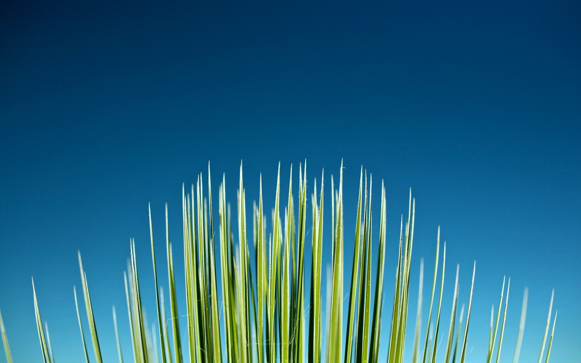 macro sky outdoors nature growth sun summer grass moon travel