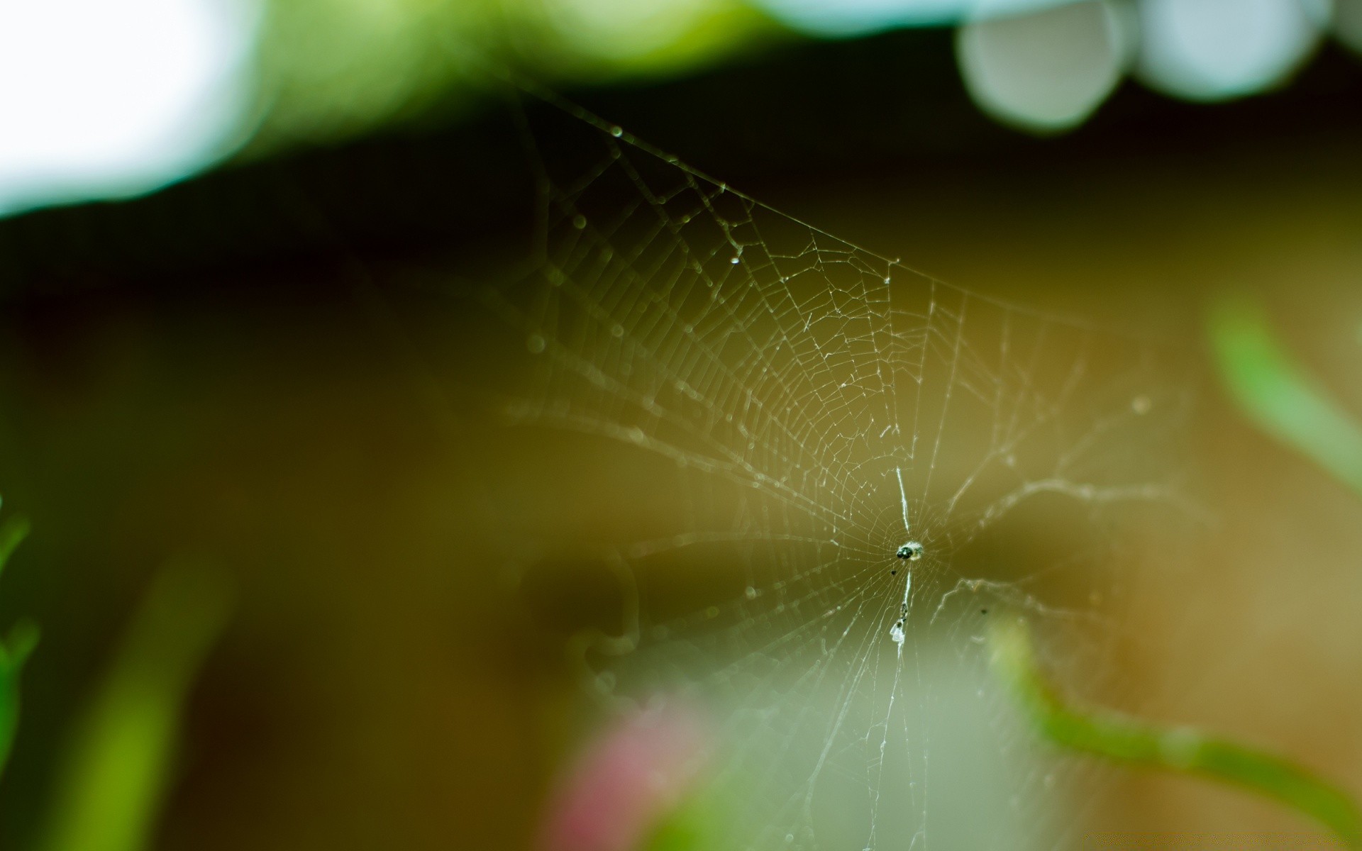 macro spider dew insect nature spiderweb arachnid blur rain light drop garden dawn color cobweb flora leaf desktop texture web