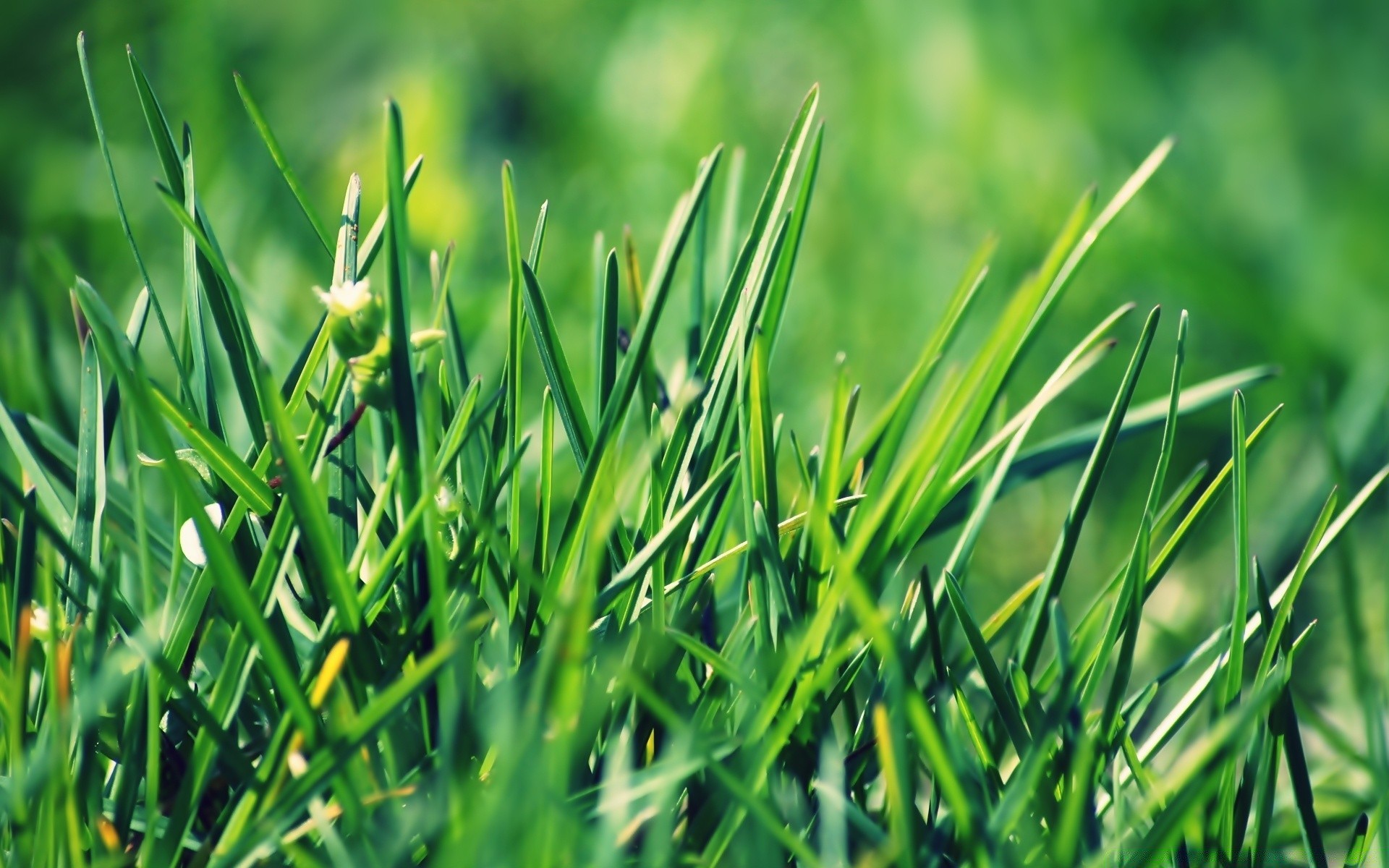 makroaufnahme gras rasen blatt wachstum flora garten sommer üppig tau natur heuhaufen feld klinge sonne medium gutes wetter rasen im freien dämmerung