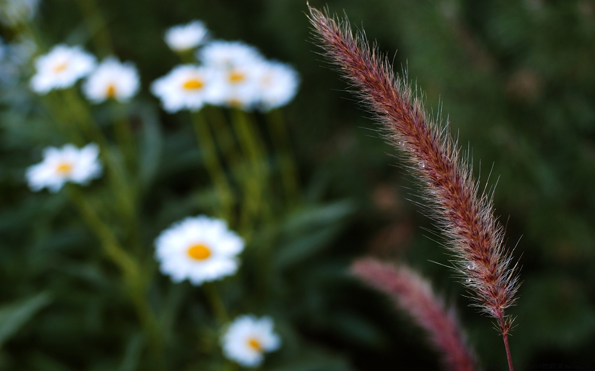 makroaufnahme blume natur flora farbe sommer schließen feld garten gras blühen wachstum heuhaufen blatt hell jahreszeit blumig wild im freien umwelt