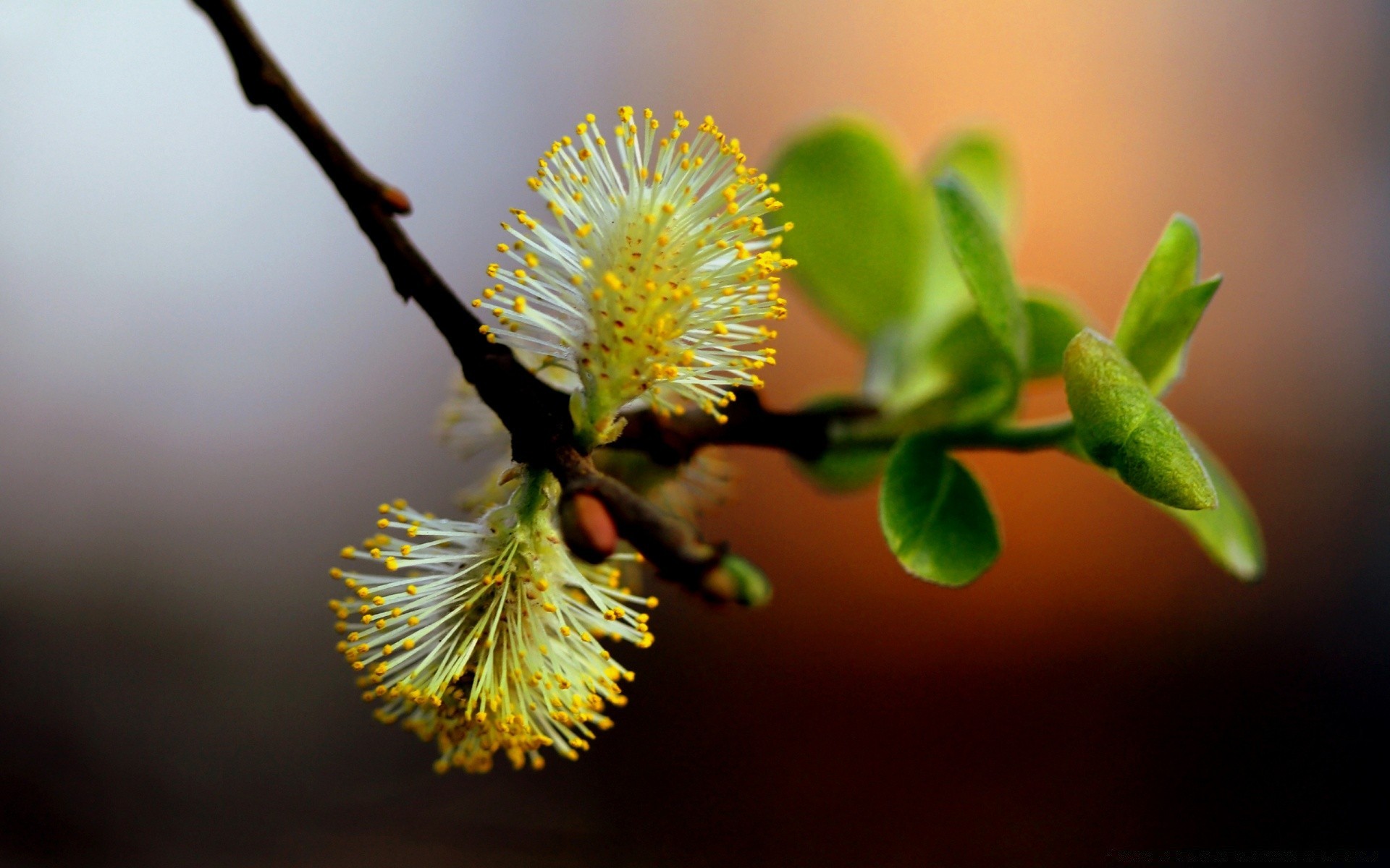 makro fotoğrafçılığı çiçek ağaç şube doğa yaprak flora bulanıklık büyüme dostum bahçe narin açık havada paskalya polen renk elma çiçeklenme