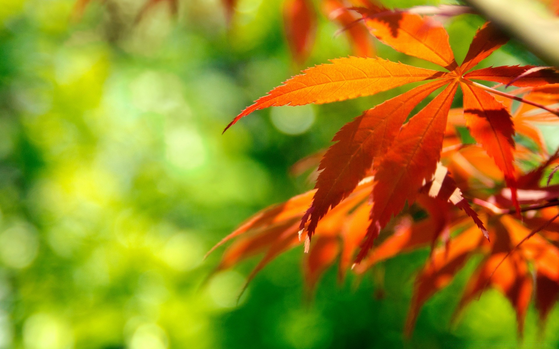 macro hoja naturaleza otoño brillante flora buen tiempo al aire libre verano exuberante sol crecimiento arce jardín temporada color árbol desenfoque madera