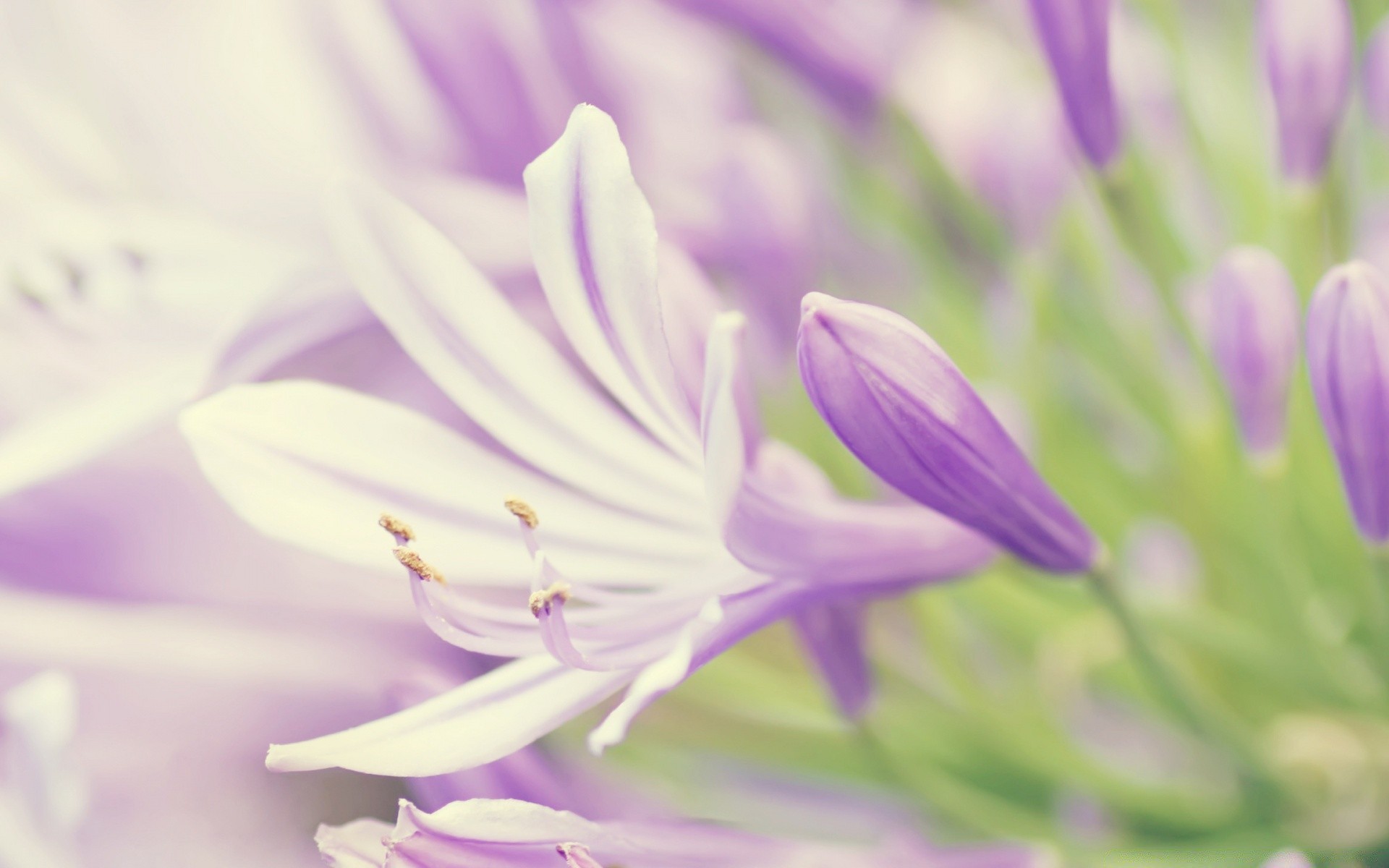 makro fotoğrafçılığı doğa çiçek flora yaz bahçe yaprak narin petal parlak bulanıklık çiçek çiçeklenme büyüme renk yakın çekim güzel hava