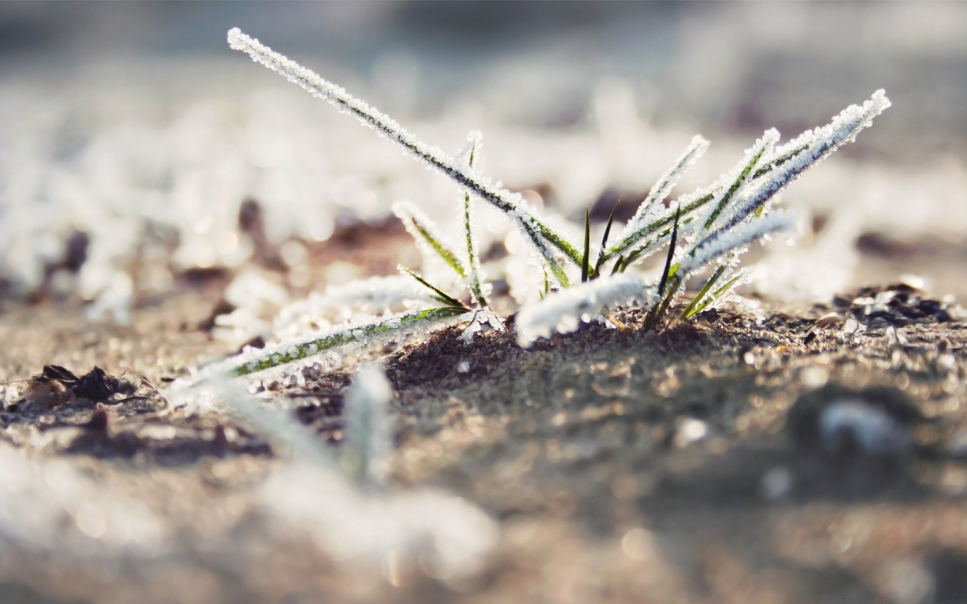 macro nature outdoors ground leaf flora little soil close-up summer grass environment