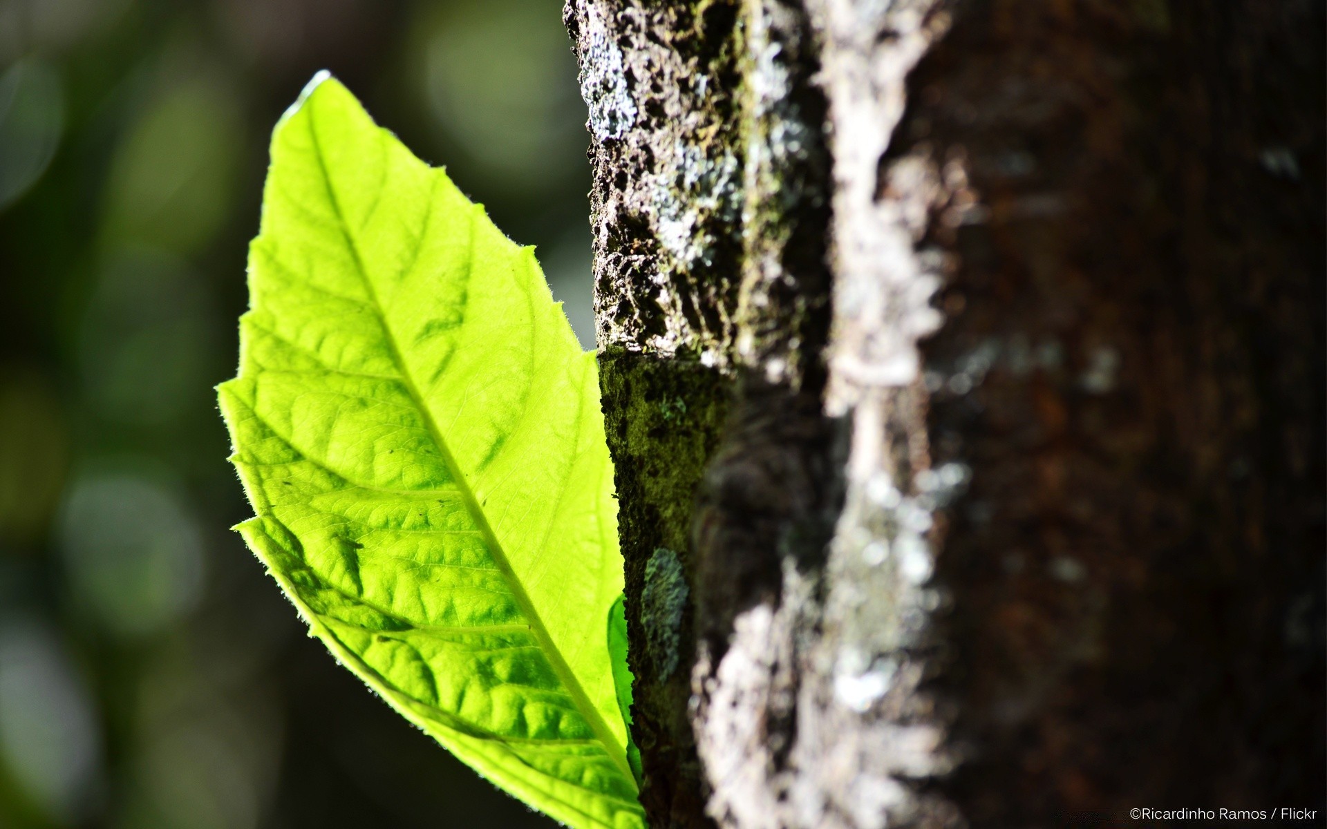 makro liść natura drewno drzewo na zewnątrz wzrost jesień flora deszcz