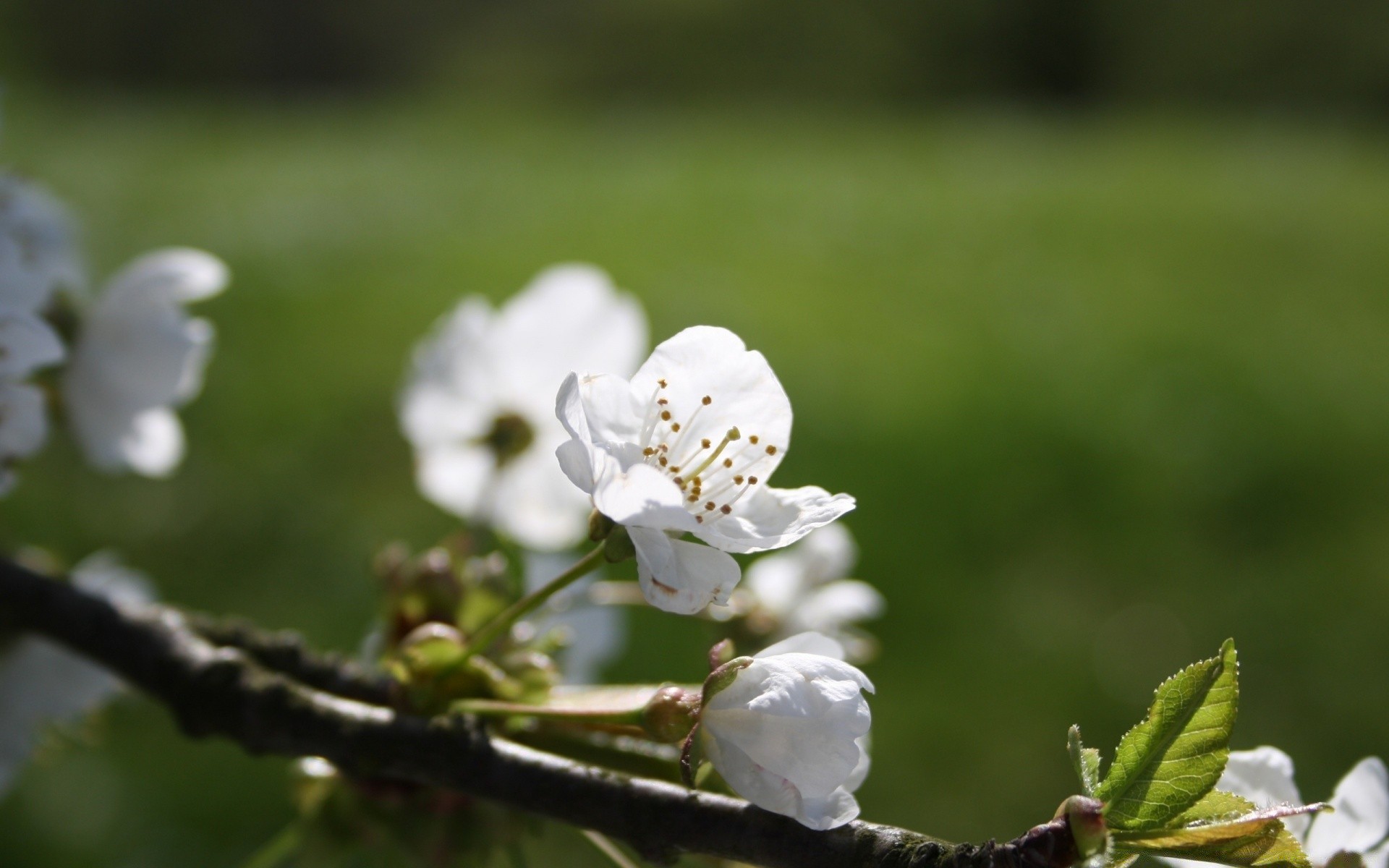 makroaufnahme natur blume apfel baum blatt flora kirsche im freien sommer wachstum garten saison zweig park blühen schließen kumpel gutes wetter blütenblatt