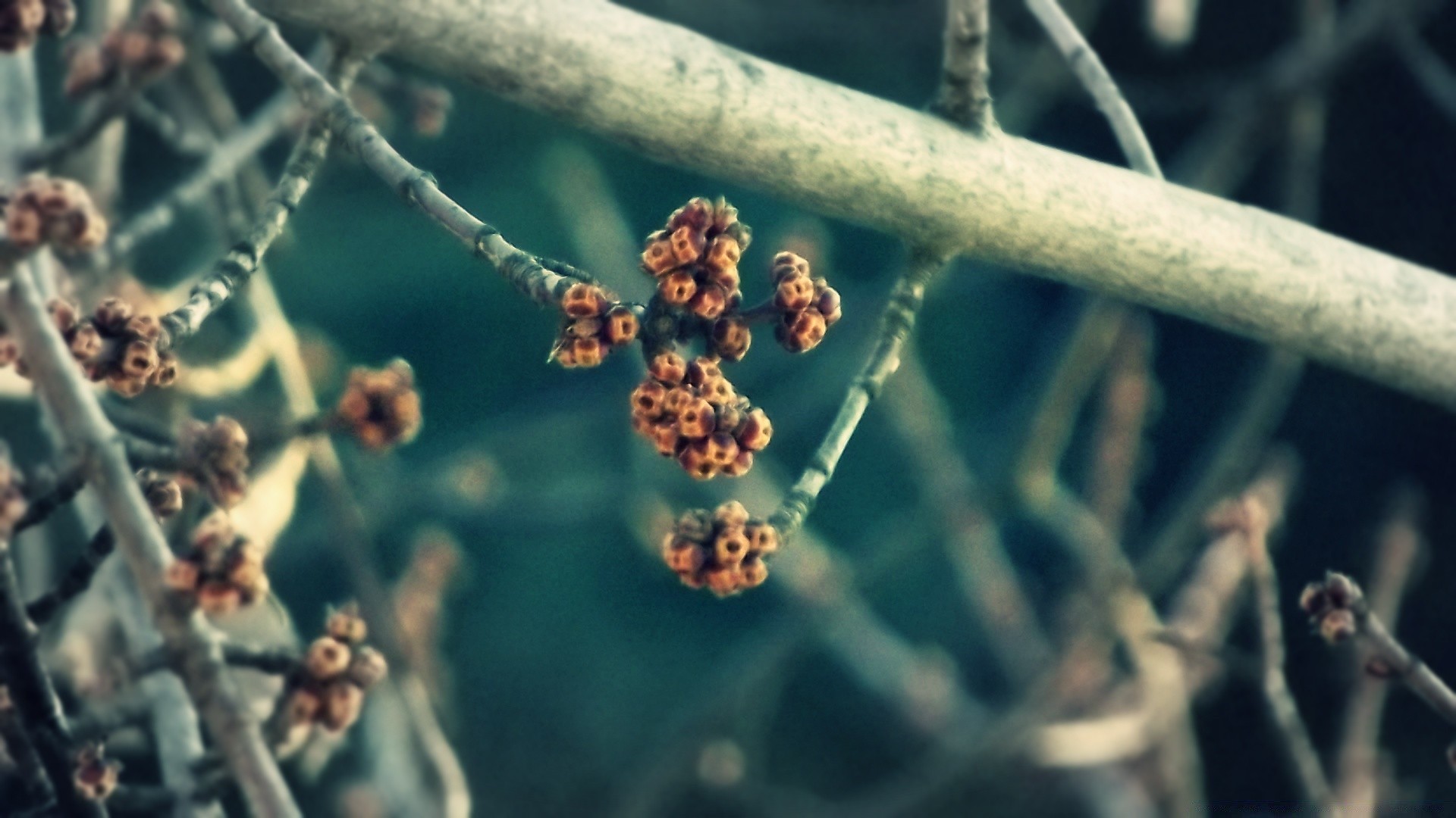 macro nature à l extérieur flore feuille gros plan alimentaire invertébrés jardin arbre