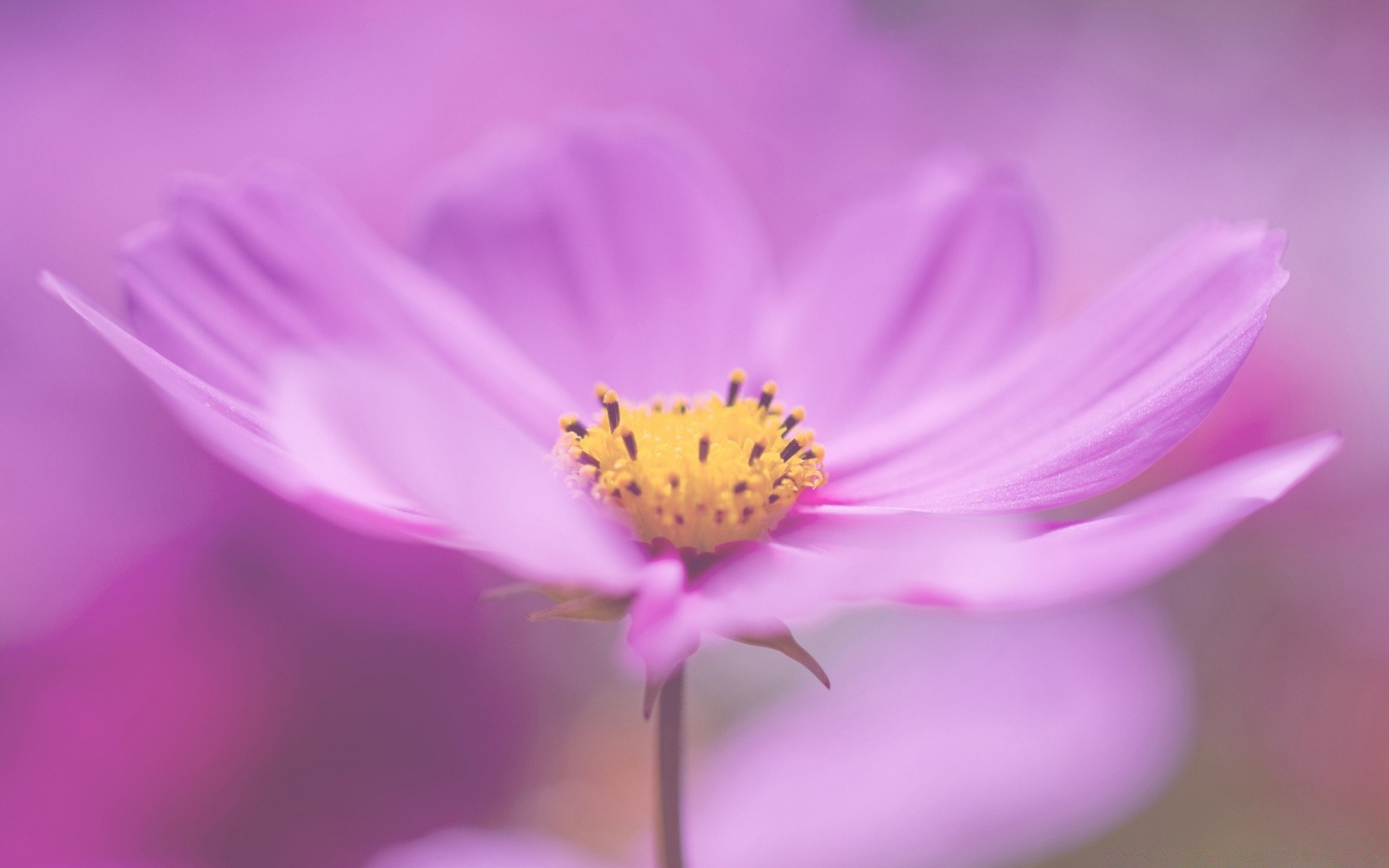 macro natura fiore flora estate foglia luminoso petalo sfocatura colore