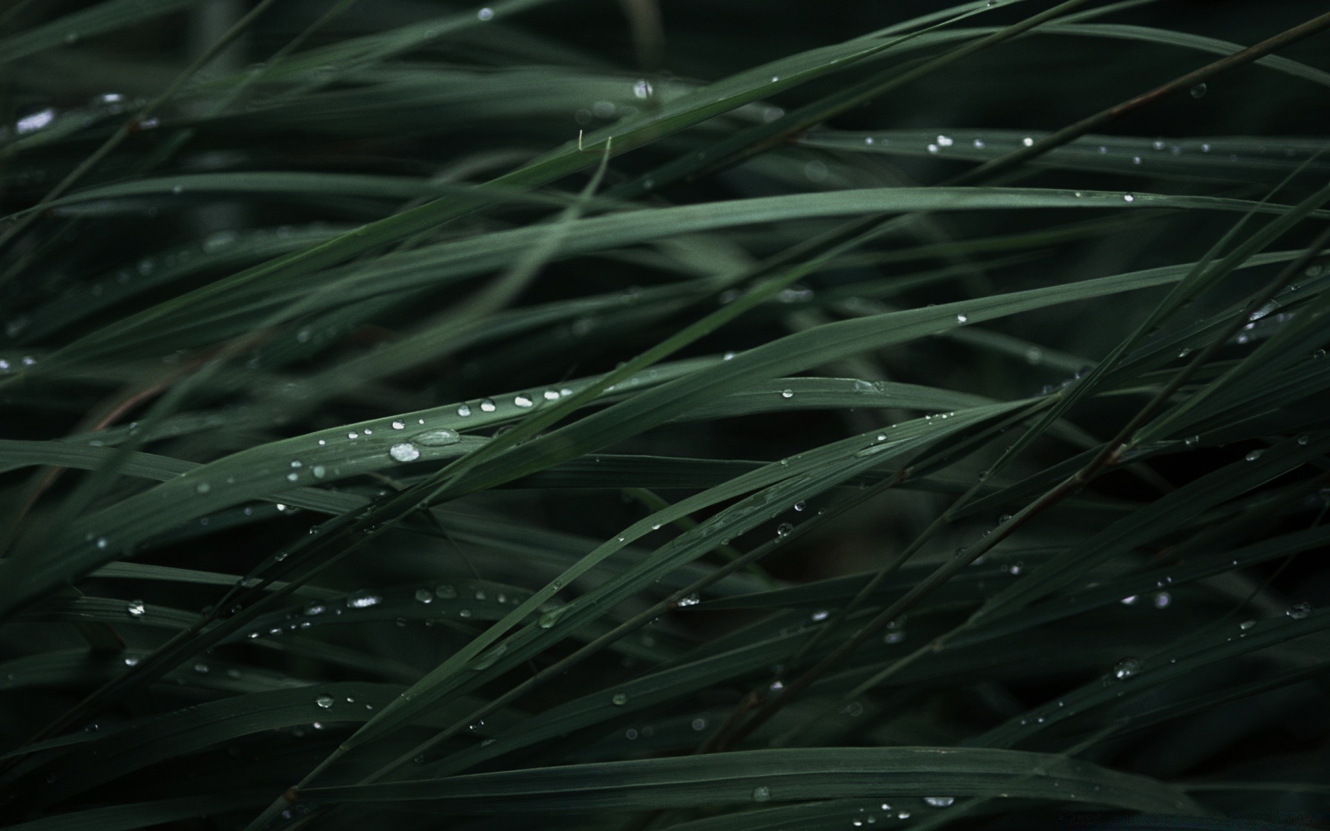 微距摄影 植物群 露水 叶 雨 自然 草 秋天 生长 新鲜 潮湿 黎明 桌面 夏天 草坪 颜色 叶片 环境 花园 户外