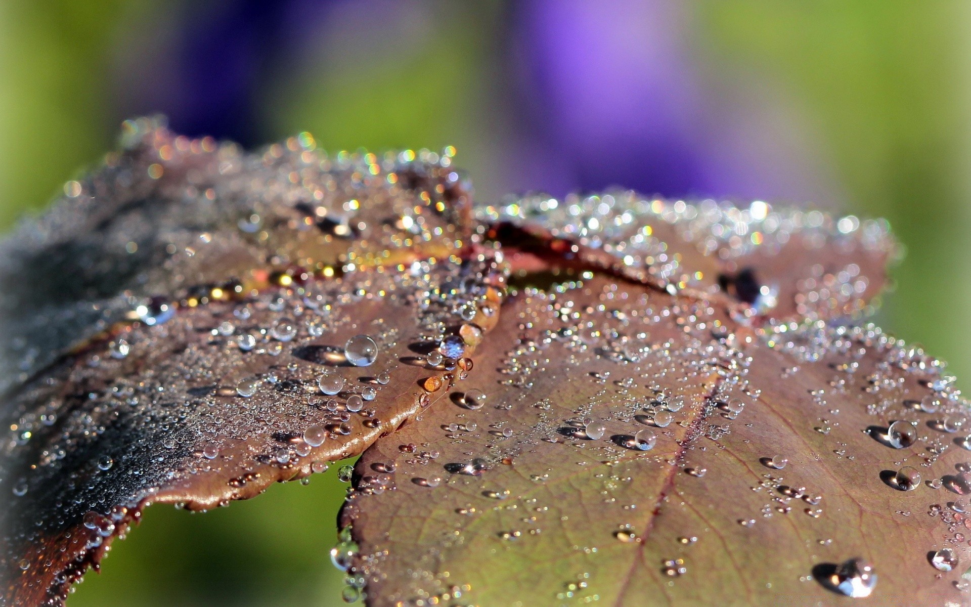 macro lluvia naturaleza rocío al aire libre hoja caída otoño agua mojado primer plano desenfoque flora