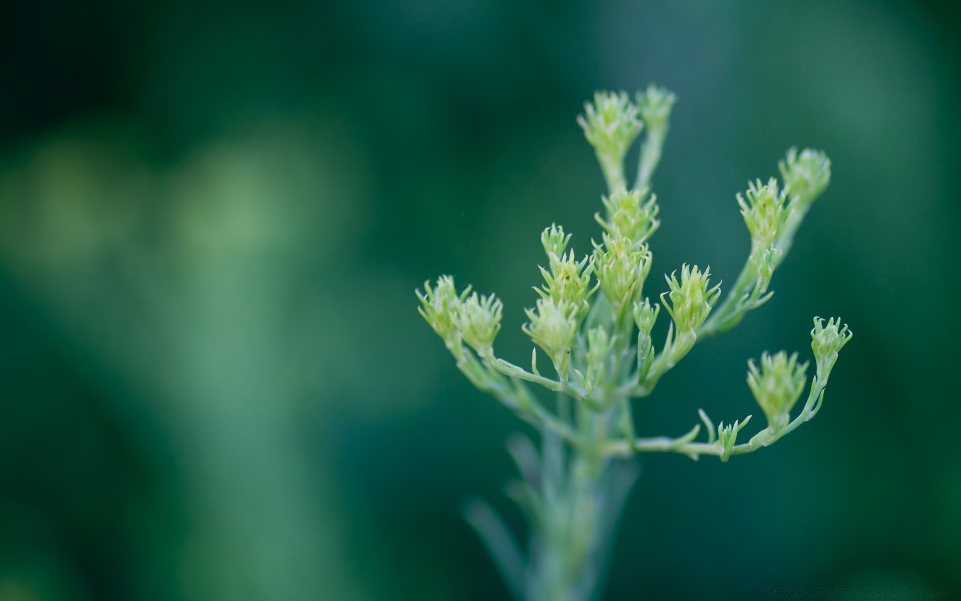 makroaufnahme natur blatt wachstum unschärfe sommer flora im freien gras blume