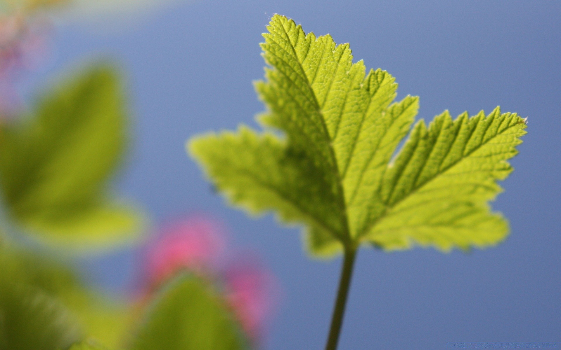 macro leaf nature flora growth summer sun fair weather garden bright close-up environment color outdoors tree grass lush