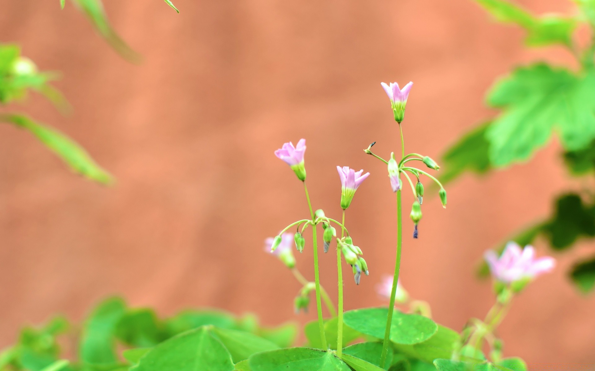 makro liść flora natura wzrost lato ogród kwiat na zewnątrz trawa środowisko dobra pogoda rolnictwo