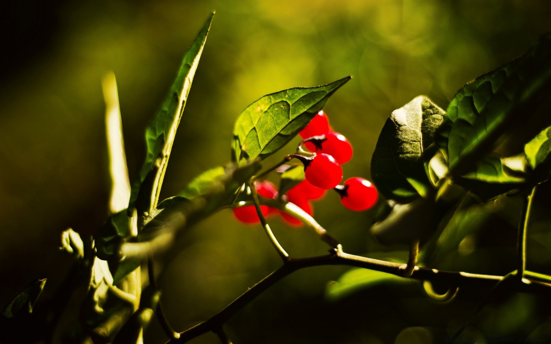 makro fotoğrafçılığı yaprak doğa bulanıklık bahçe ağaç büyümek yemek çiçek büyüme flora meyve şube açık havada renk