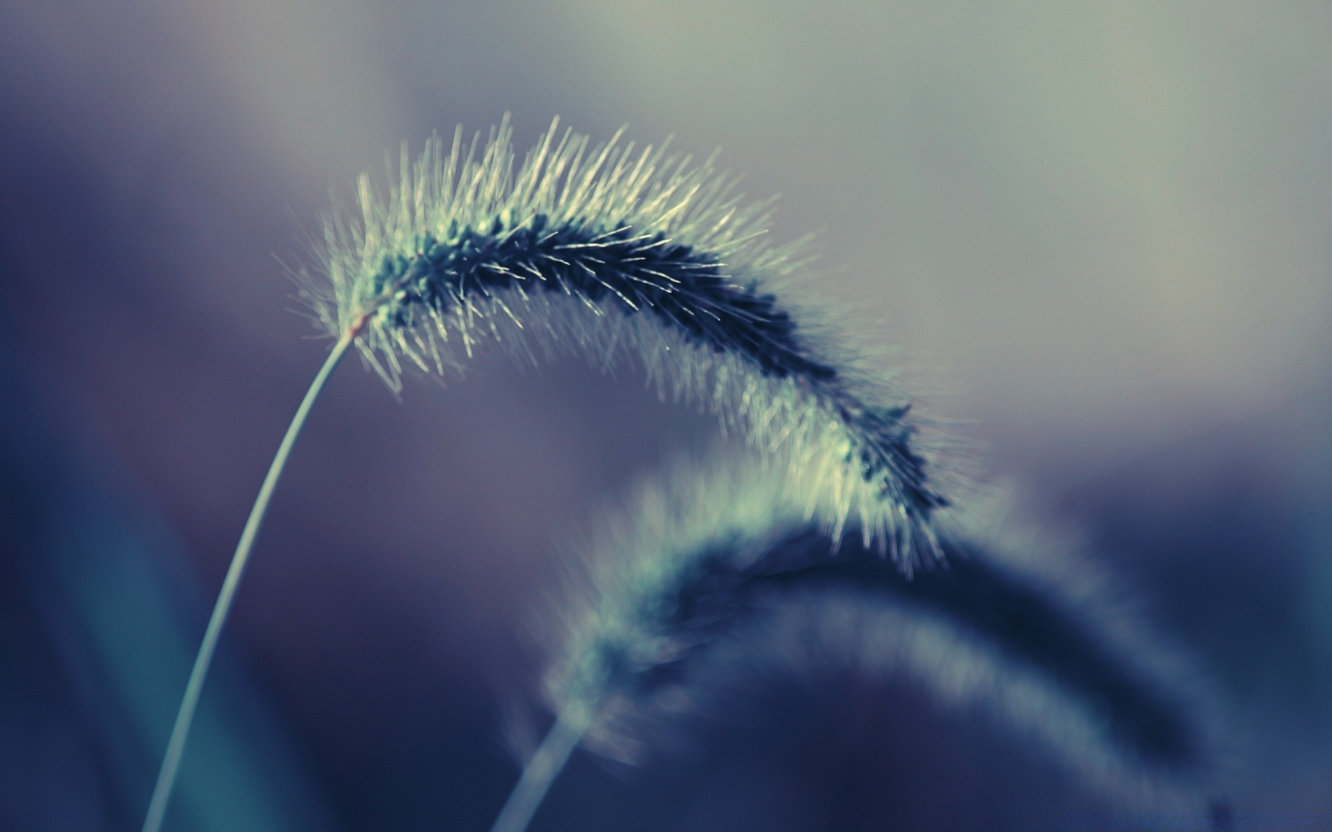 makro fotoğrafçılığı doğa açık havada büyüme flora çiçek bulanıklık yakın çekim çimen tüylü böcek biyoloji