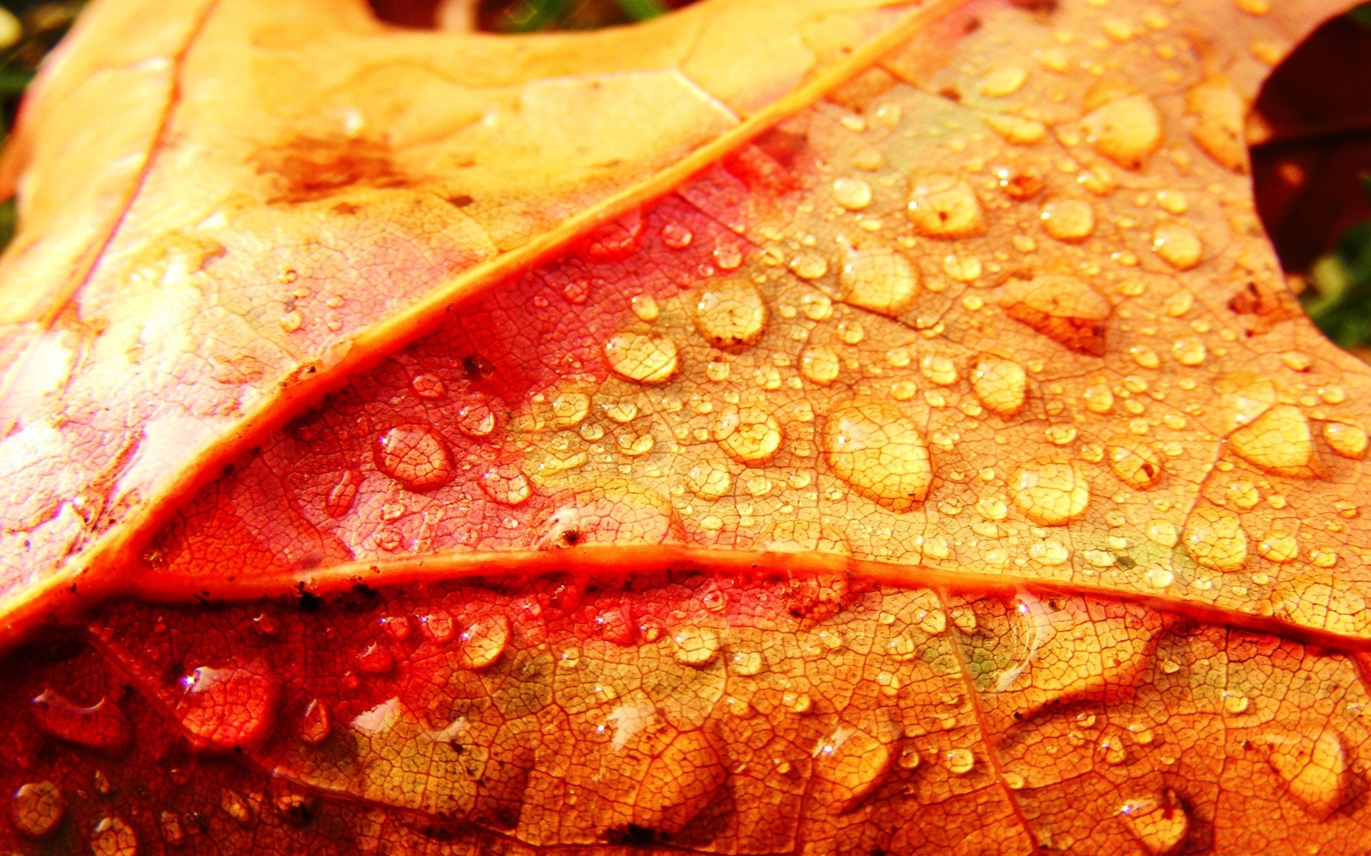 macro leaf food desktop texture fall color flora close-up freshness nature bright traditional