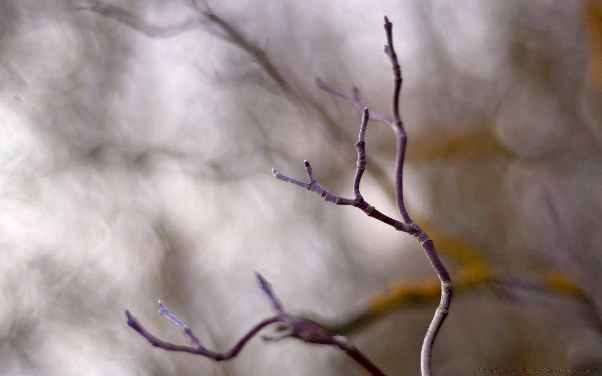 macro nature hiver arbre oiseau à l extérieur neige flou automne fleur araignée biologie lumière