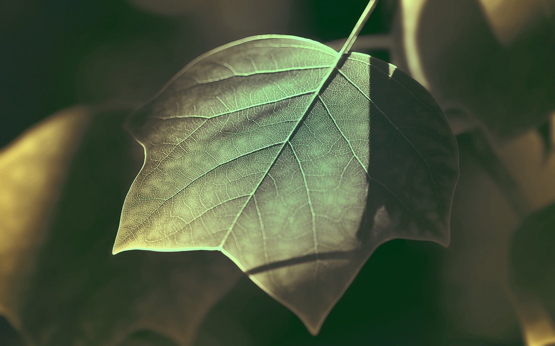 makroaufnahme blatt regen natur flora baum wachstum licht im freien garten farbe schließen medium herbst hell