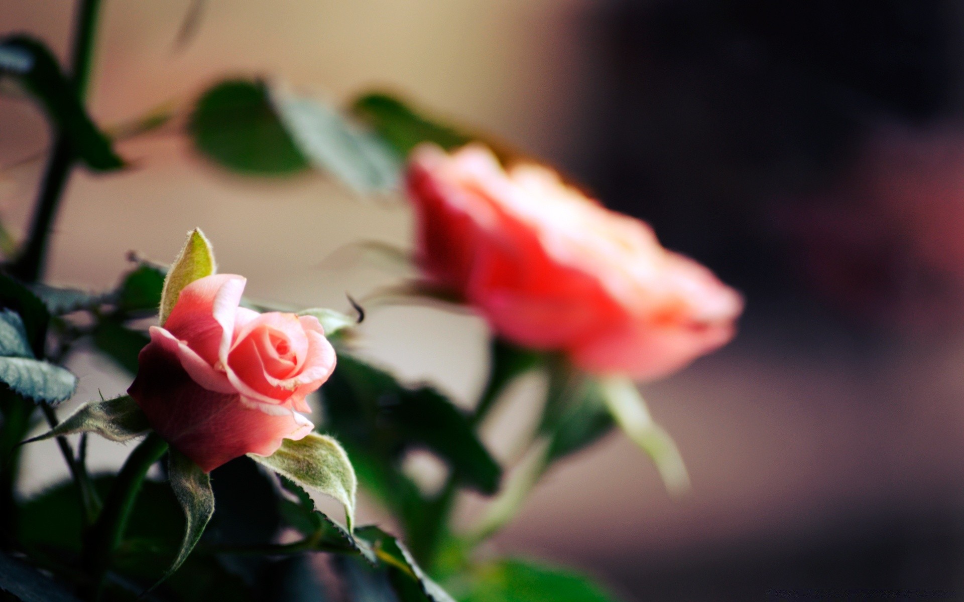 macro rose fleur amour feuille mariage romance nature pétale floral jardin couleur flore nature morte romantique bluming