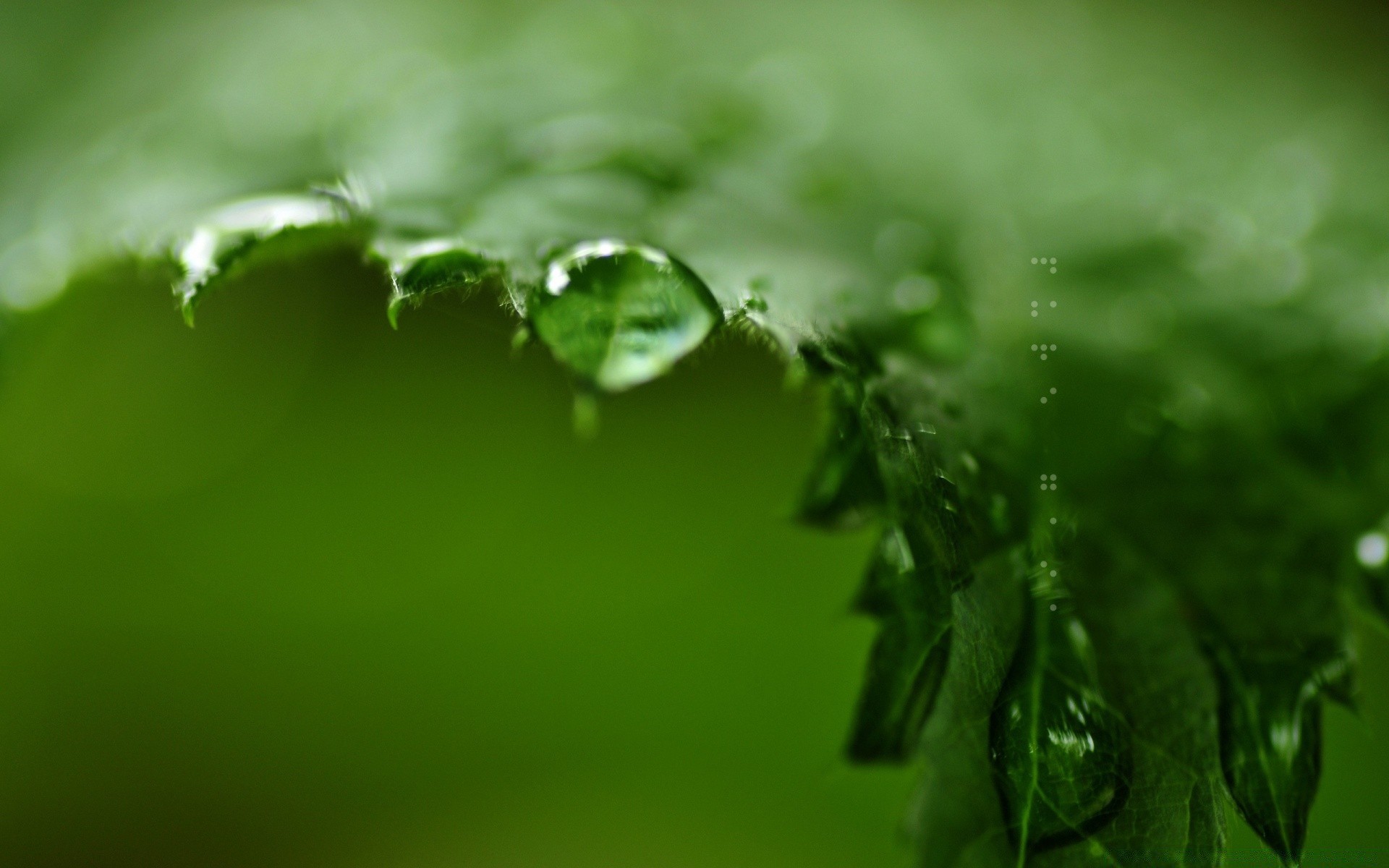 macro pluie feuille rosée chute gouttes flou dof eau nature humide croissance flore jardin gouttes mise au point propreté luxuriante herbe fraîcheur