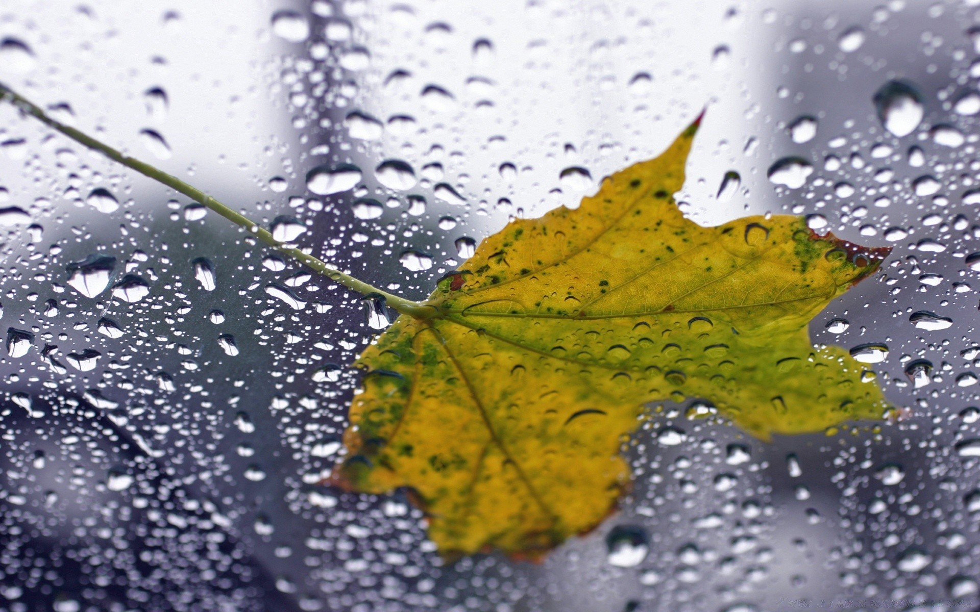 macro rain wet drop dew water droplet bubble splash leaf liquid clean raindrop fall nature waterdrop purity clear reflection